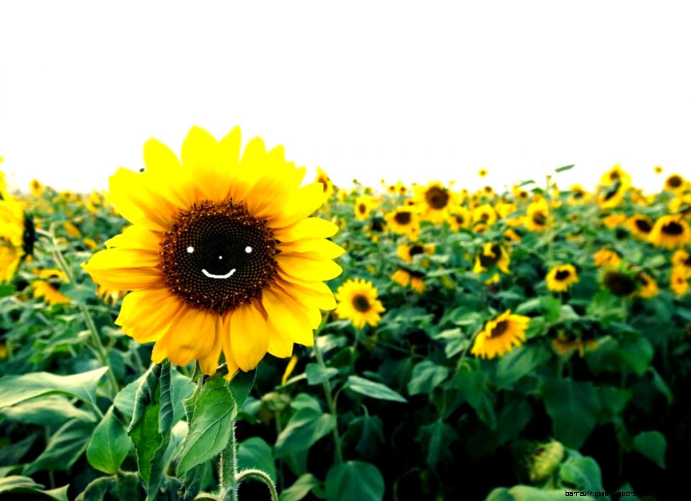 Sunflower Laptop Background