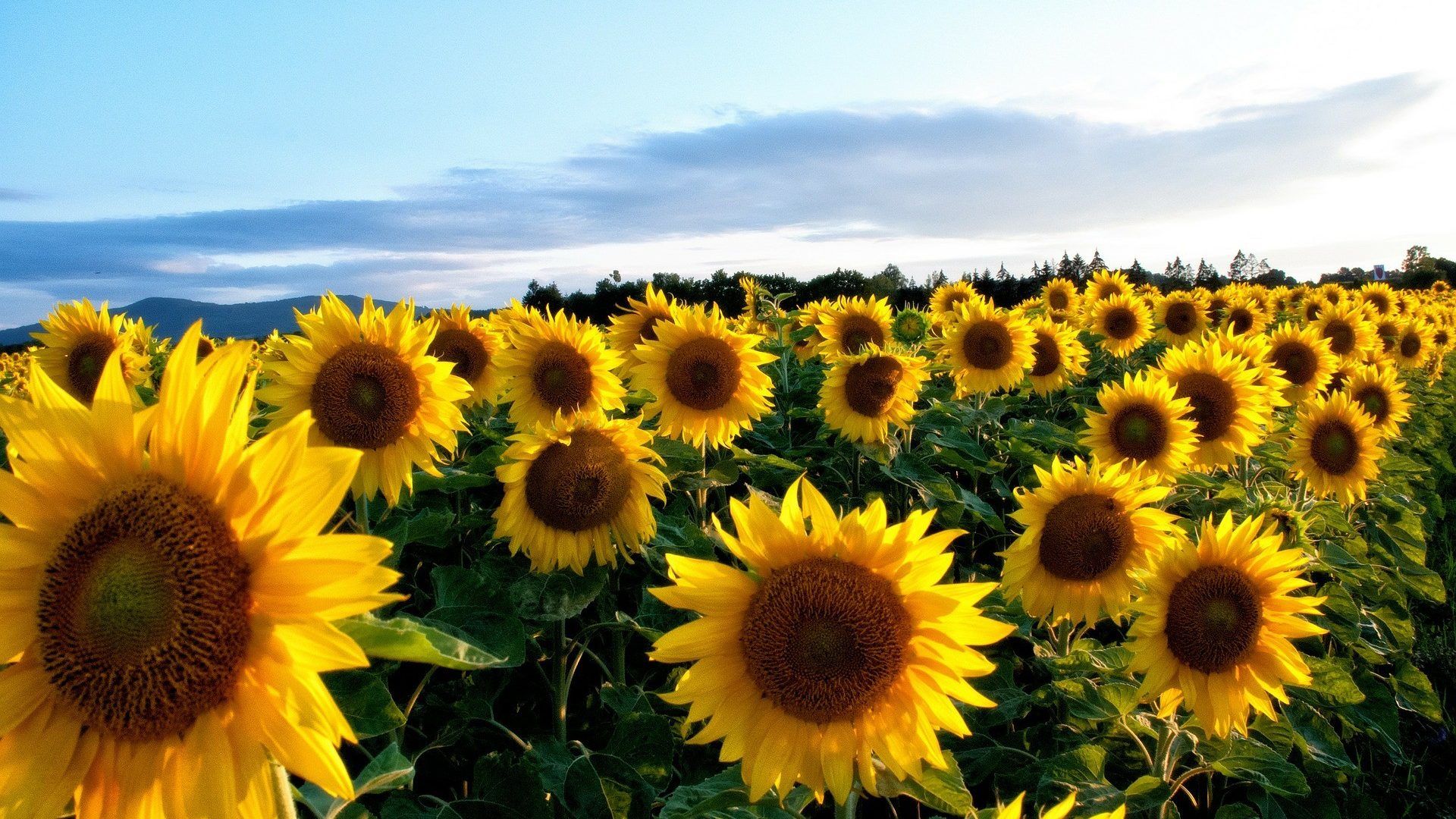 Sunflower Laptop Background