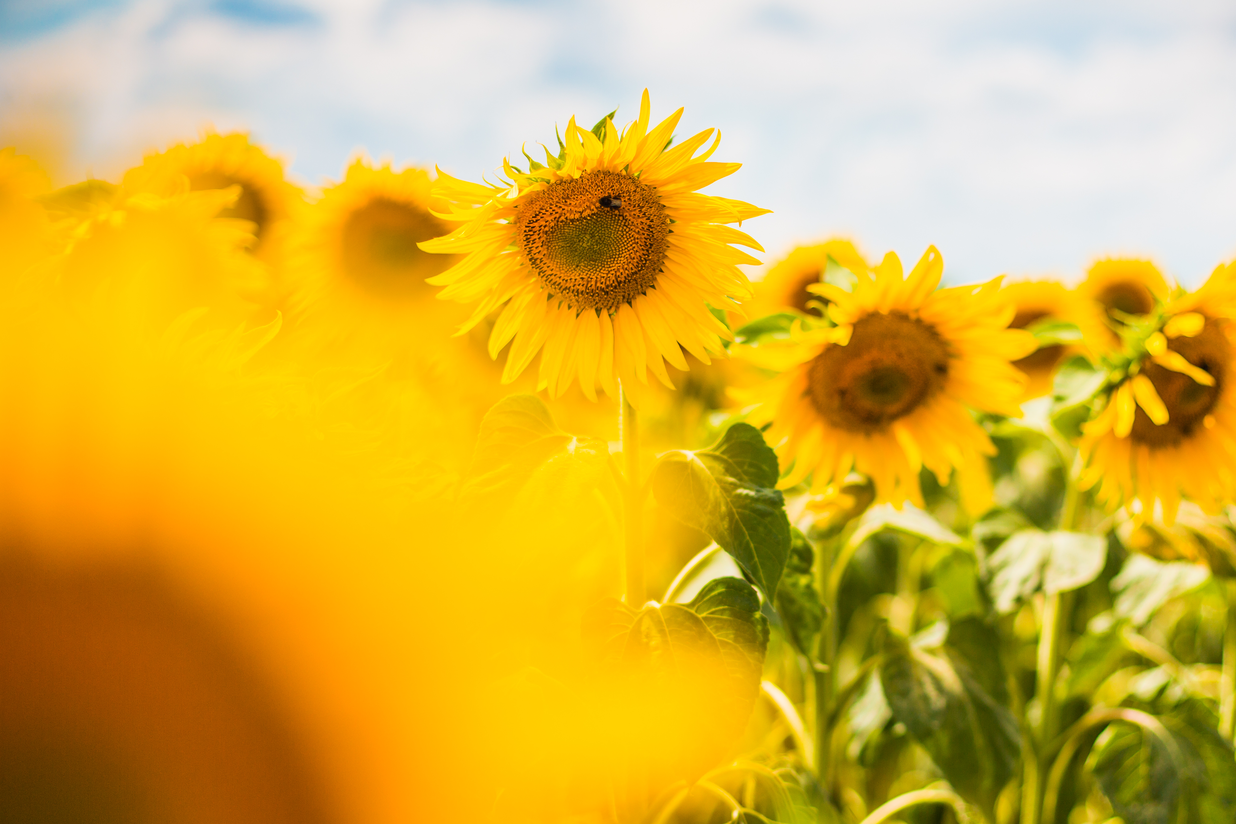 Sunflower Laptop Background