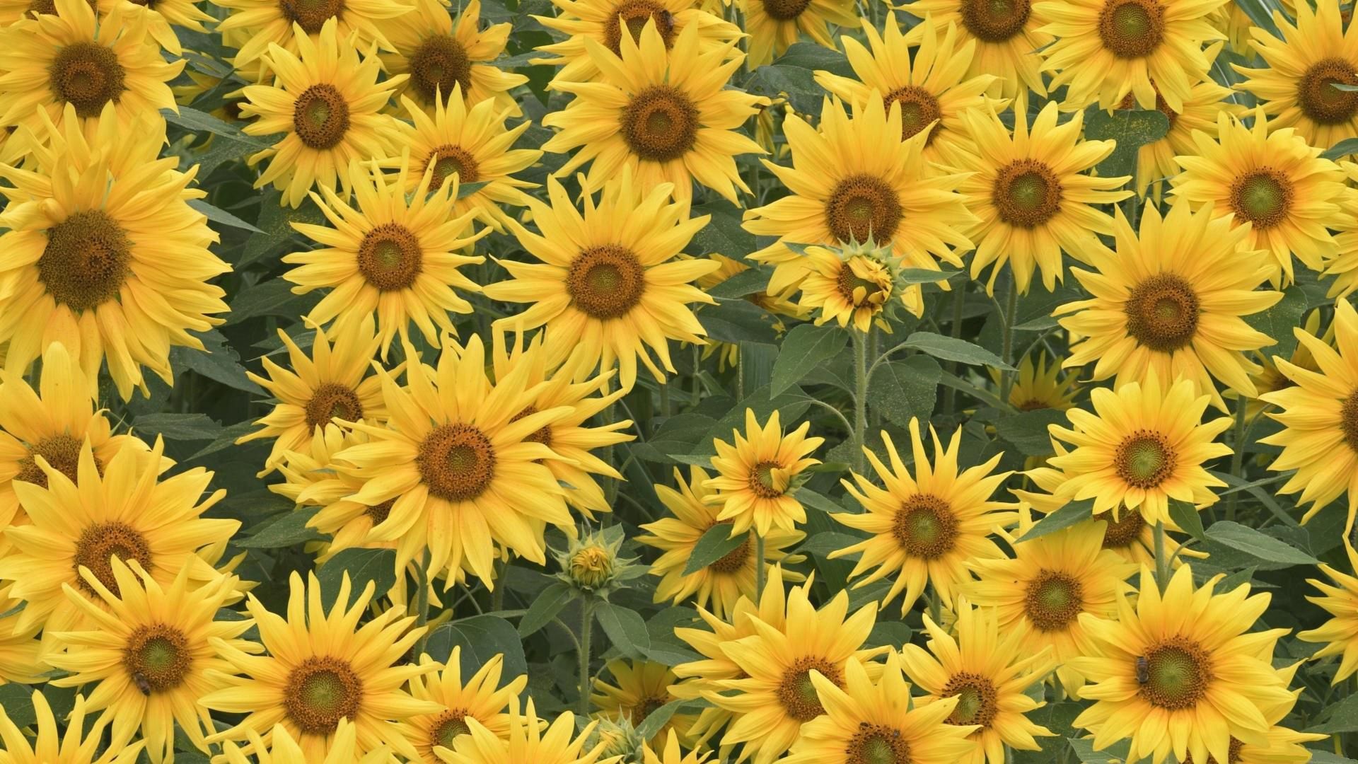 Sunflower Laptop Background