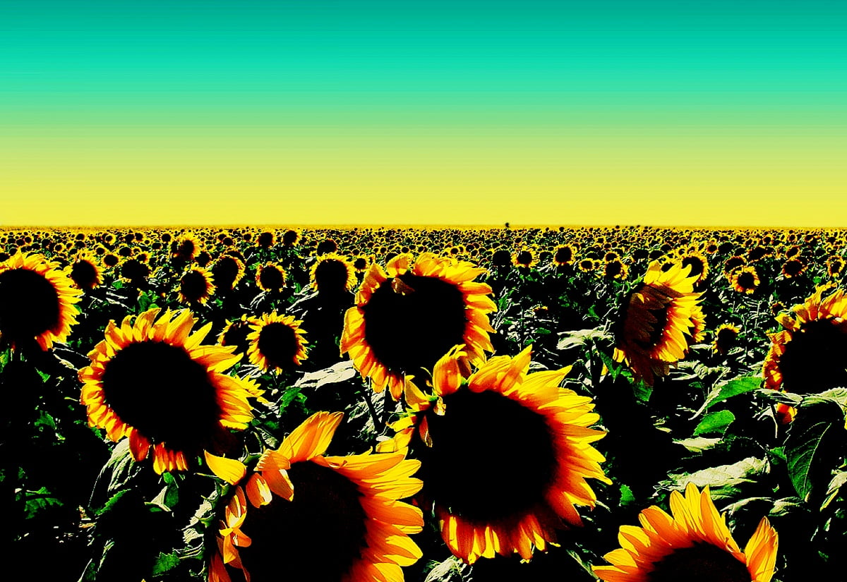 Sunflower Laptop Background