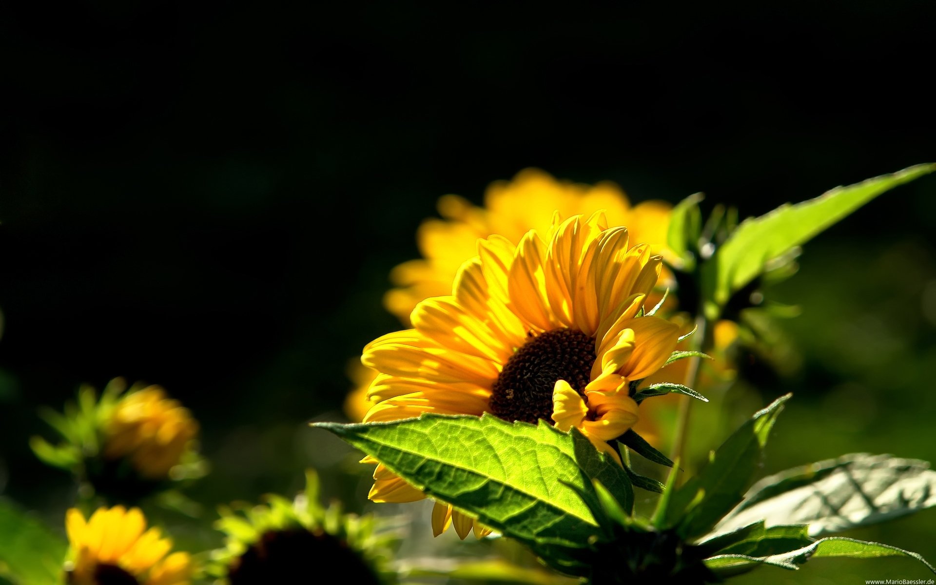 Sunflower Laptop Background