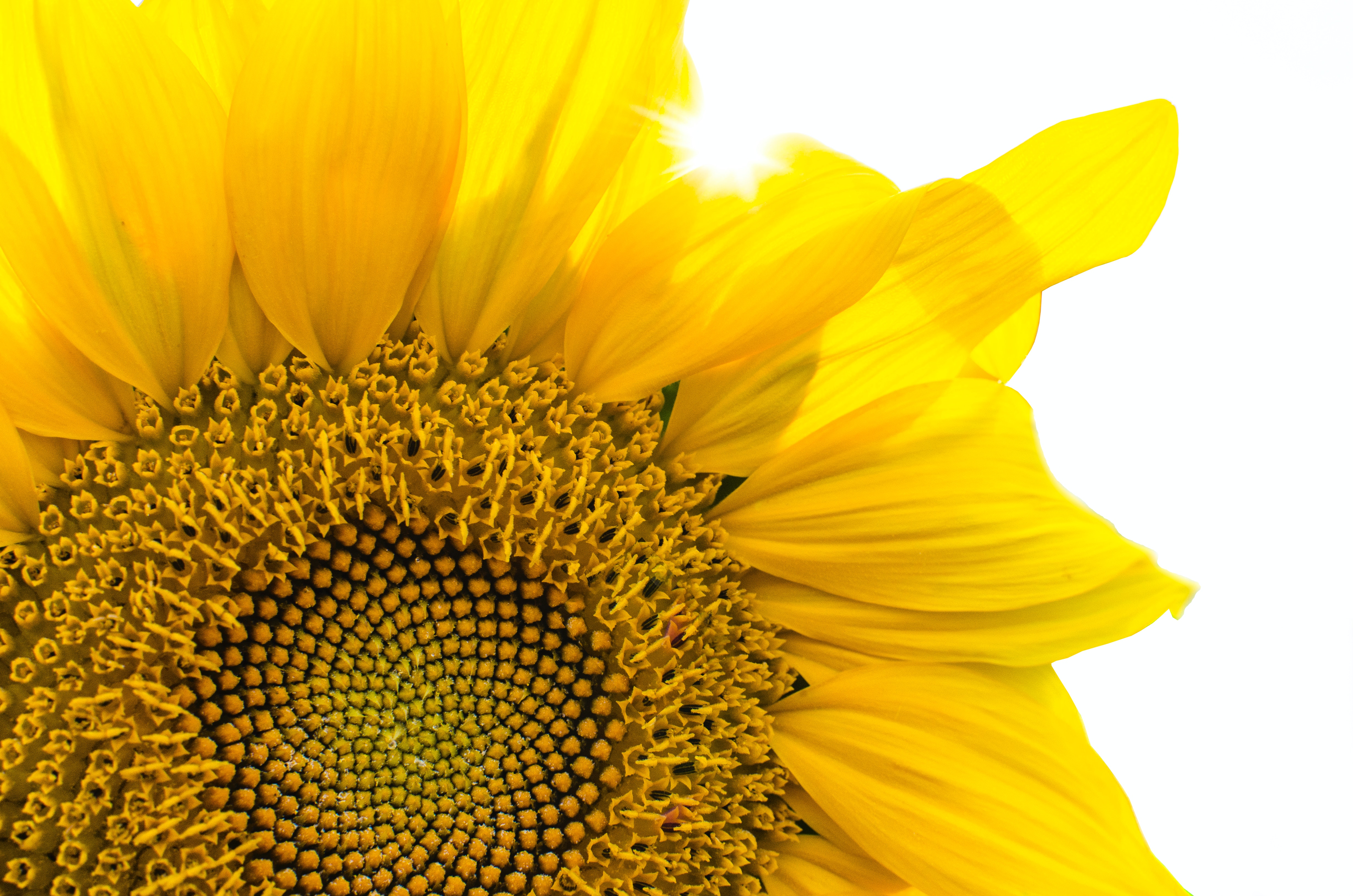 Sunflower Micro Wallpapers