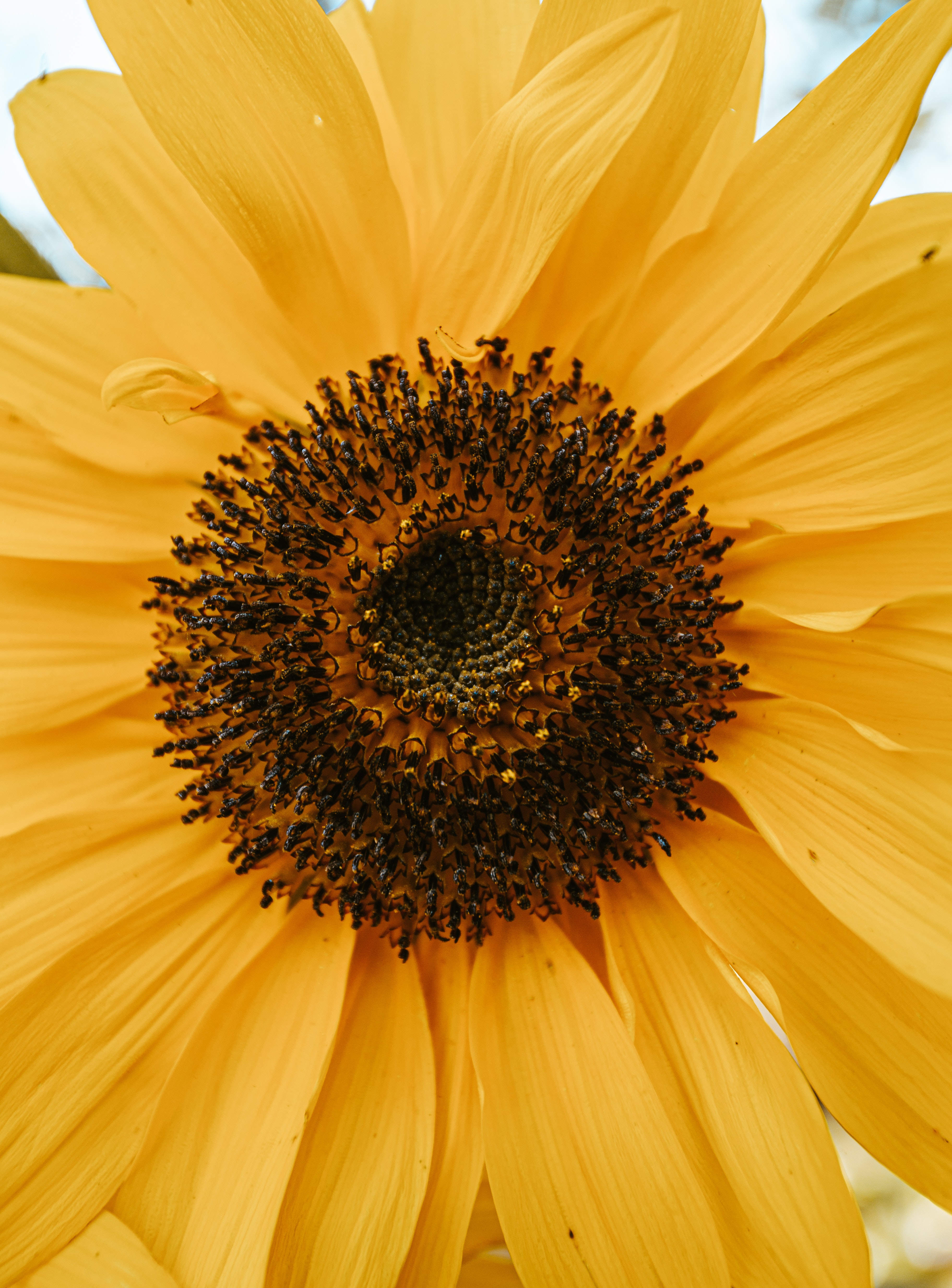 Sunflower Micro Wallpapers