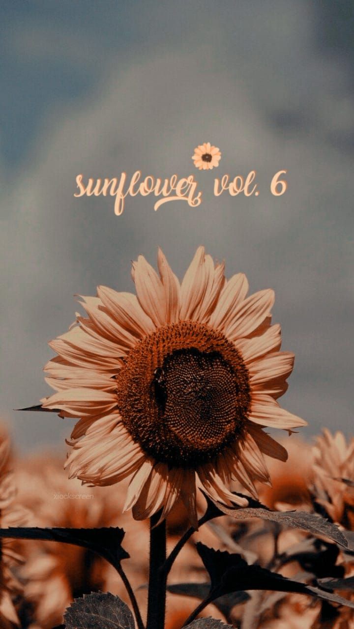 Sunflower Micro Wallpapers