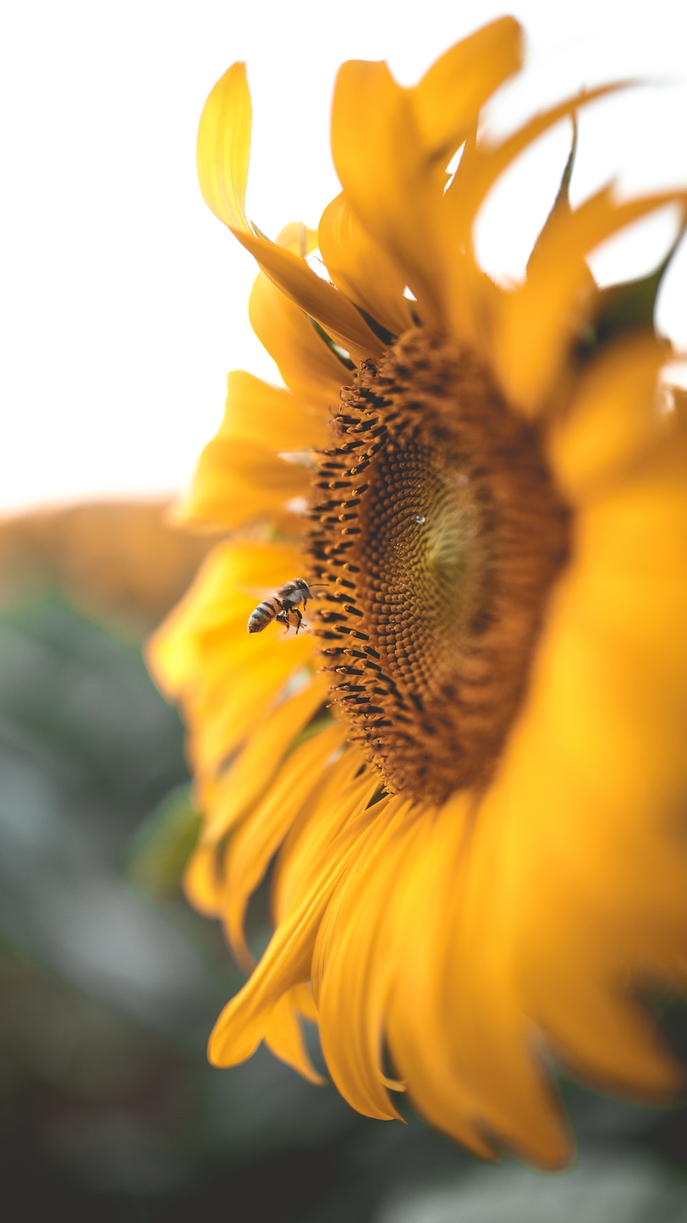 Sunflower Micro Wallpapers