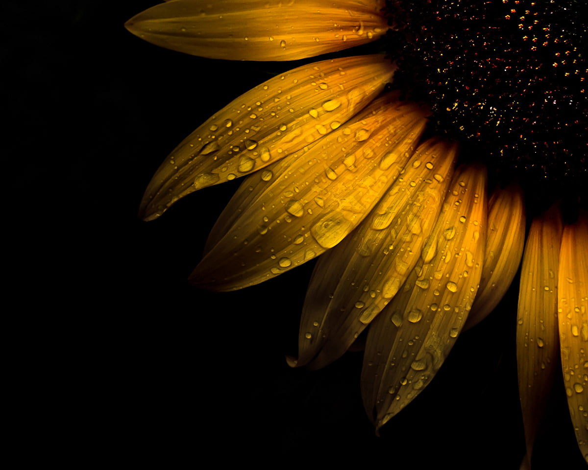 Sunflower Micro Wallpapers