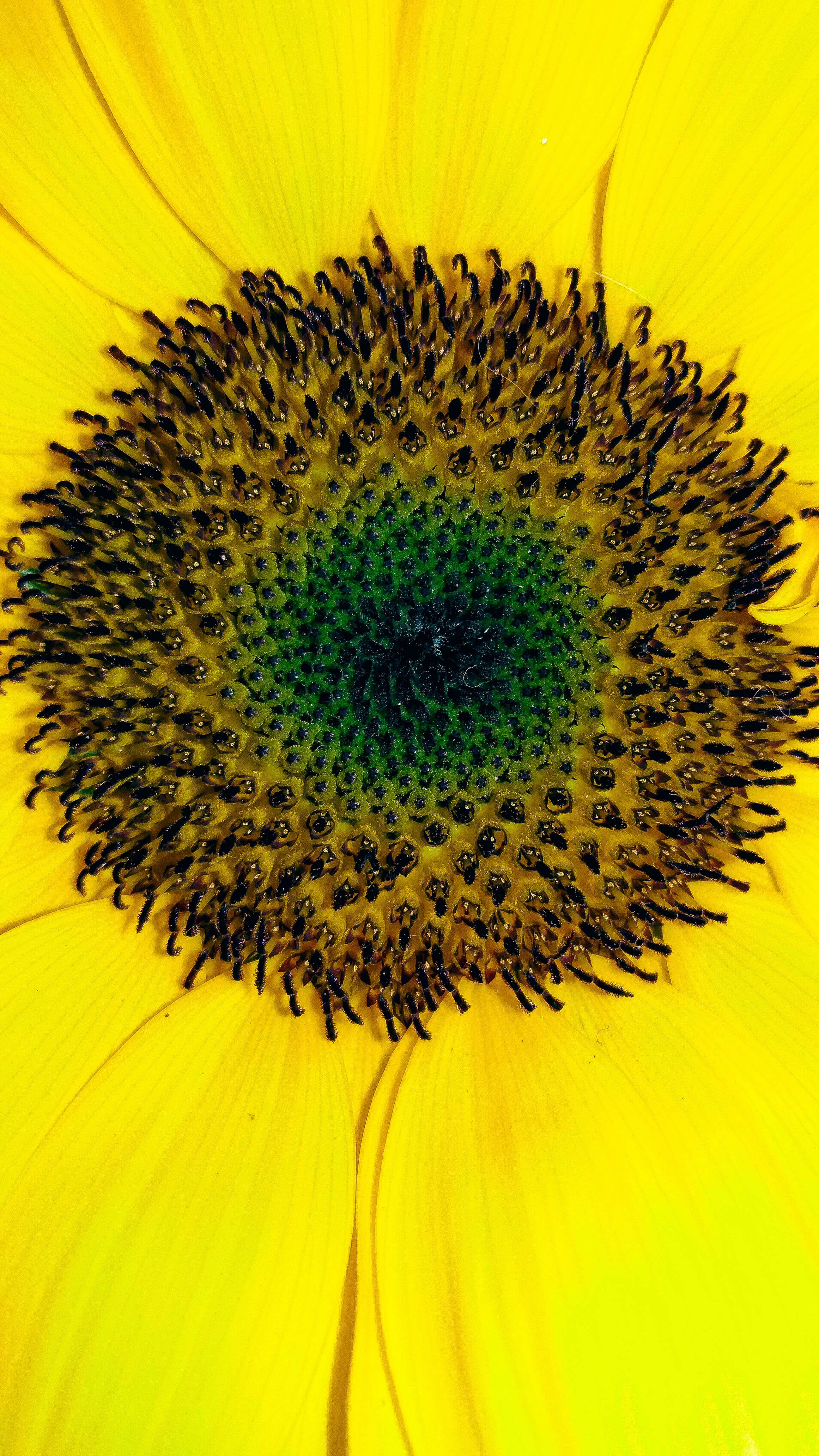 Sunflower Micro Wallpapers