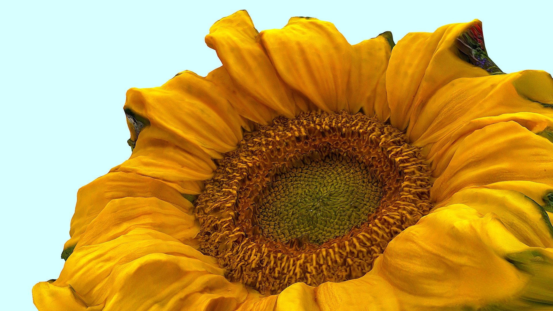 Sunflower Micro Wallpapers