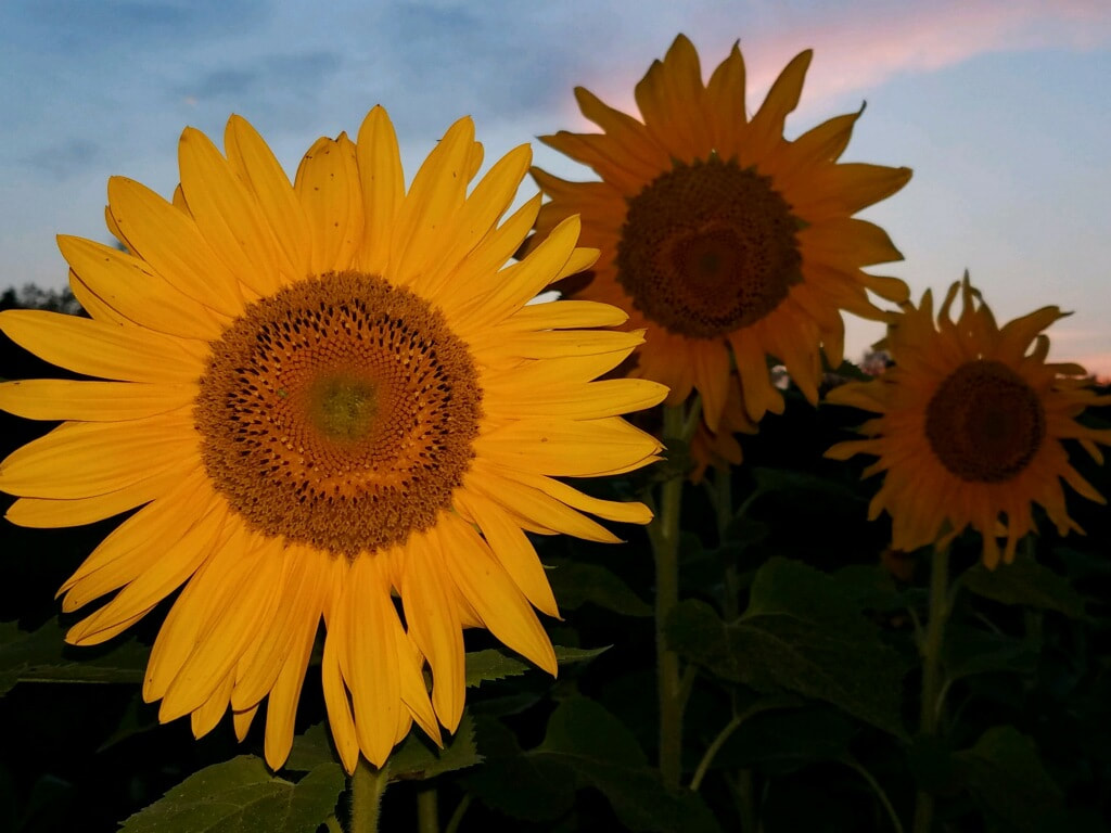 Sunflower Micro Wallpapers