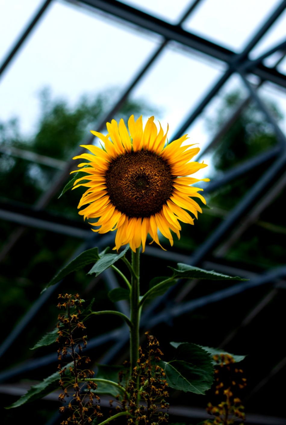 Sunflower Phone Wallpapers