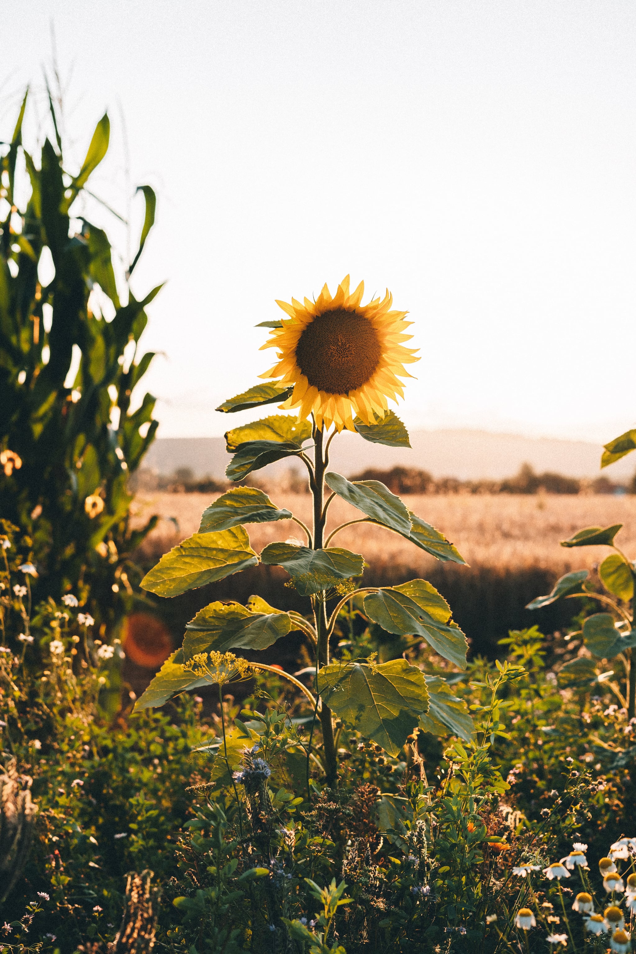 Sunflower Phone Wallpapers