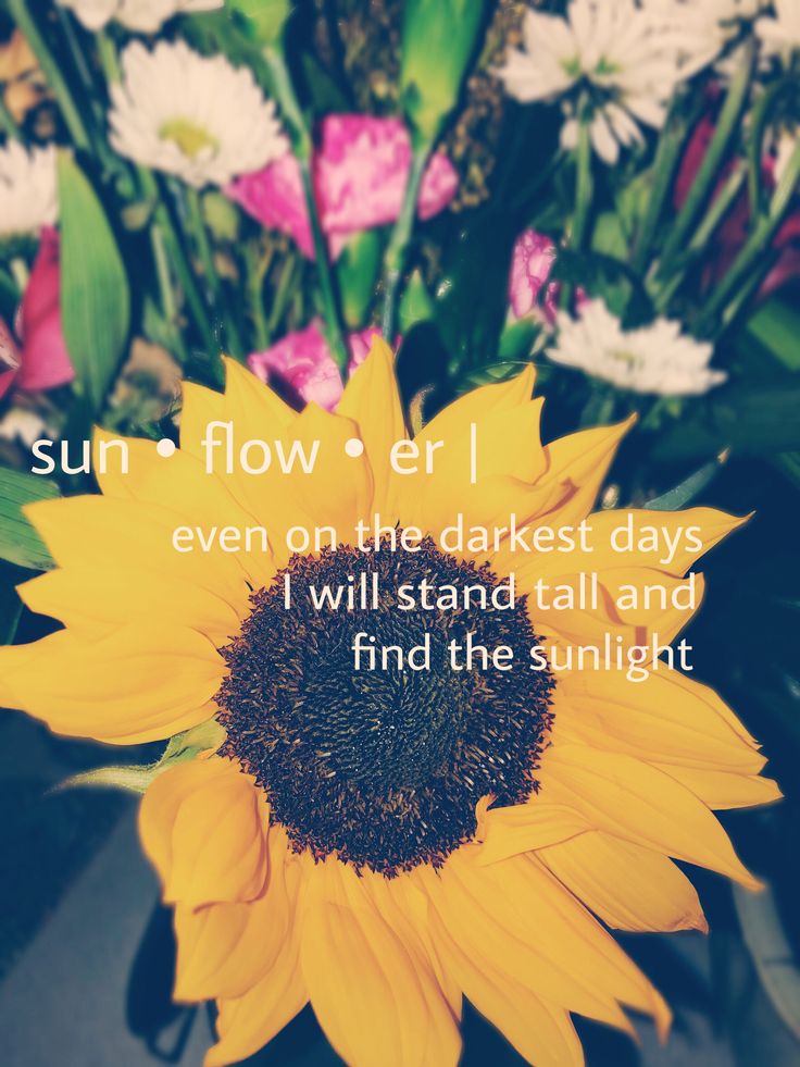 Sunflower Quotes Wallpapers