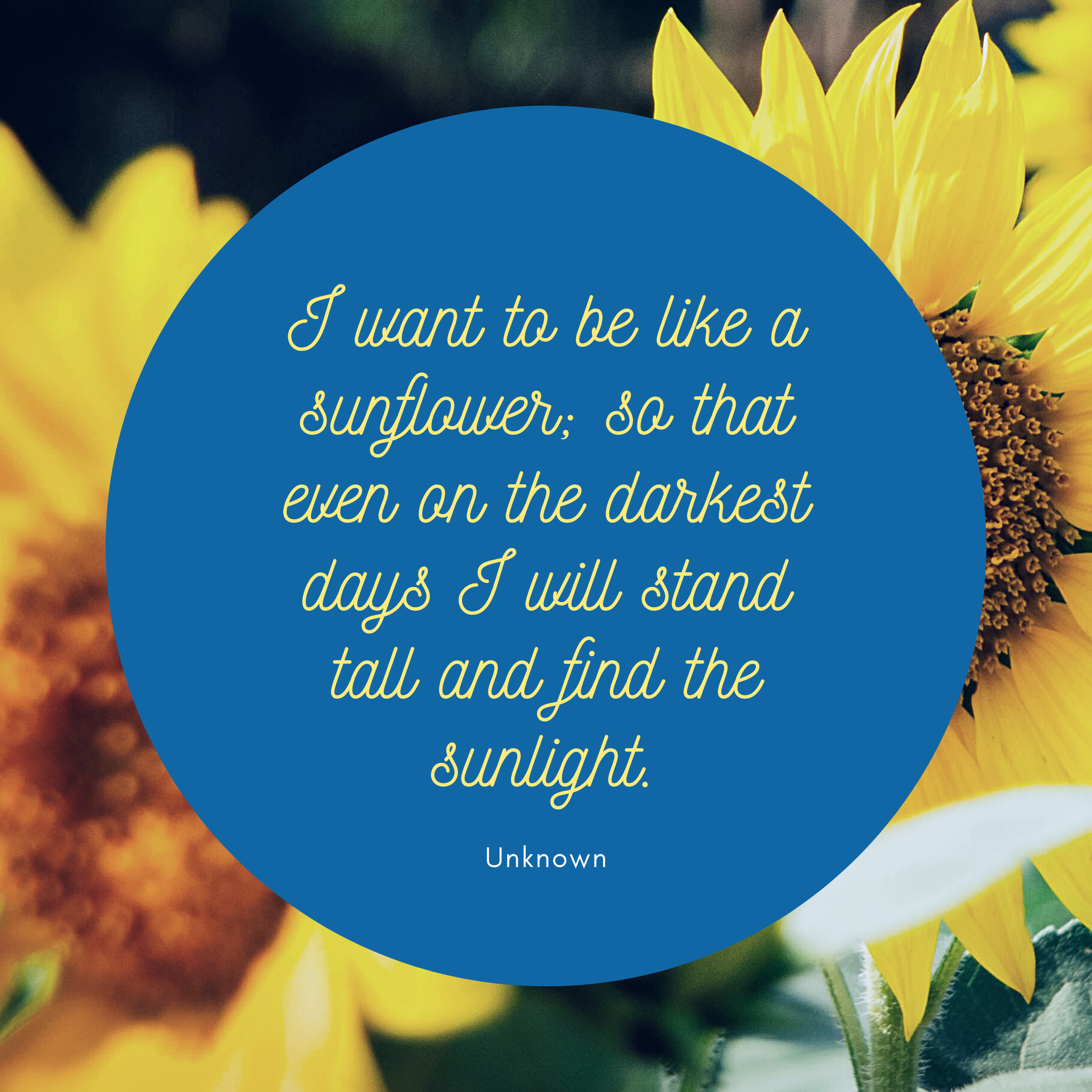 Sunflower Quotes Wallpapers