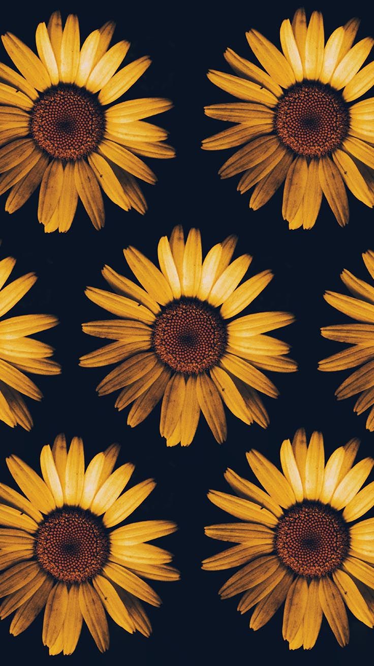 Sunflower Wallpapers