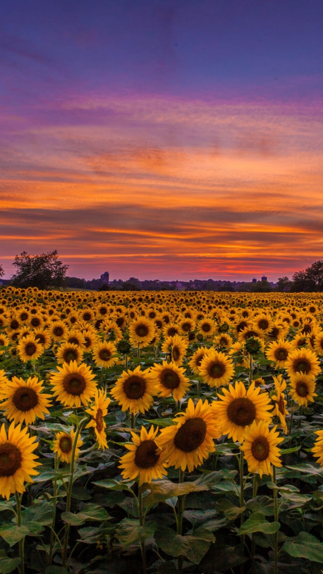 Sunflower Wallpapers