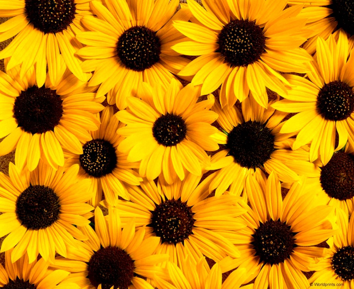 Sunflower Wallpapers