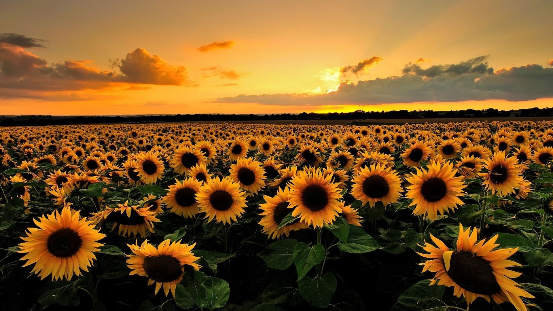 Sunflower Wallpapers