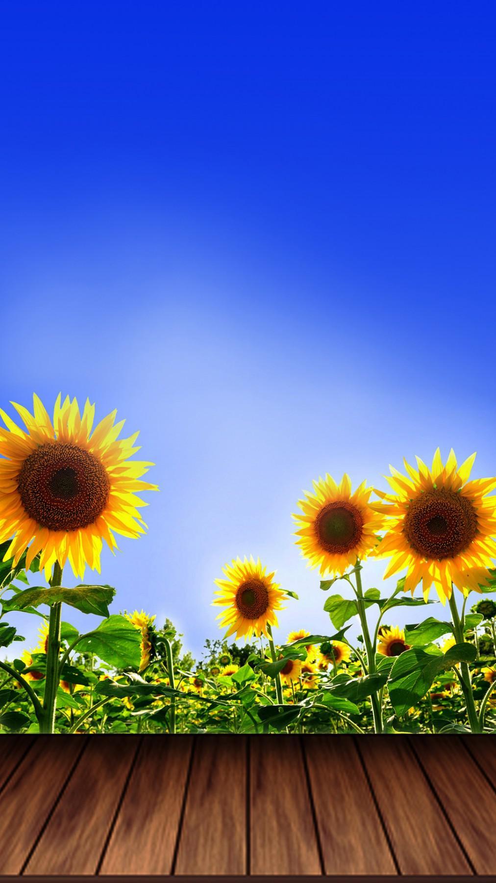 Sunflower Wallpapers