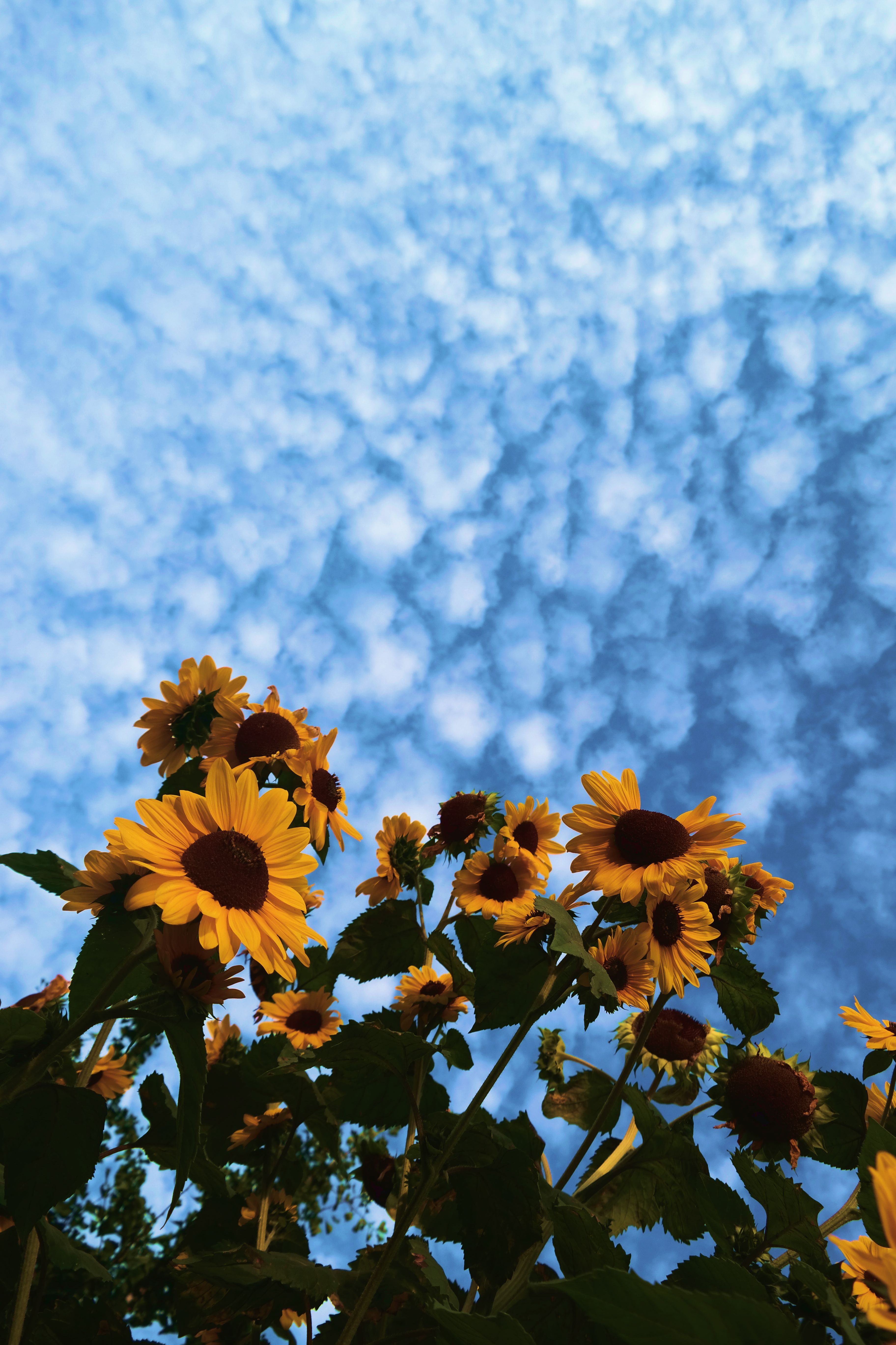 Sunflower Wallpapers