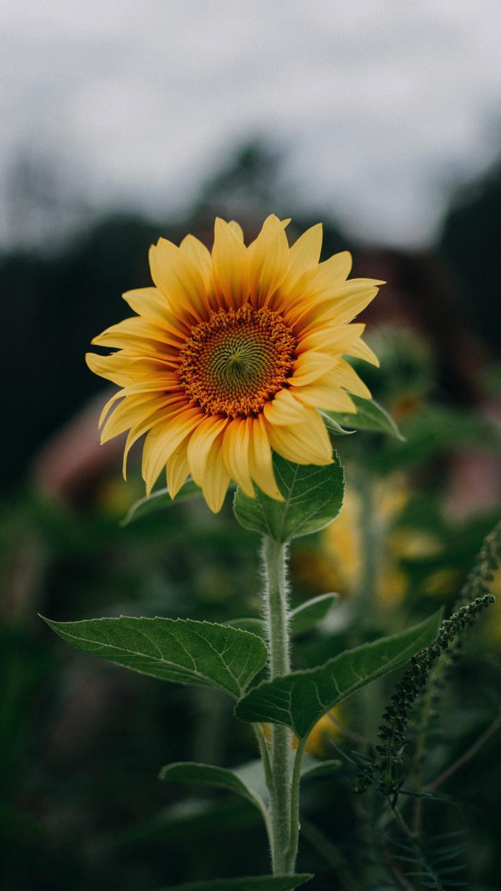 Sunflower Wallpapers