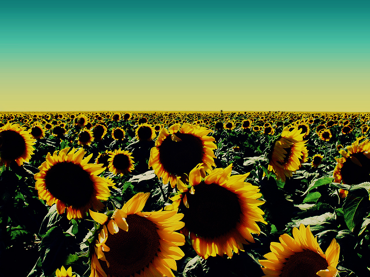 Sunflower Wallpapers