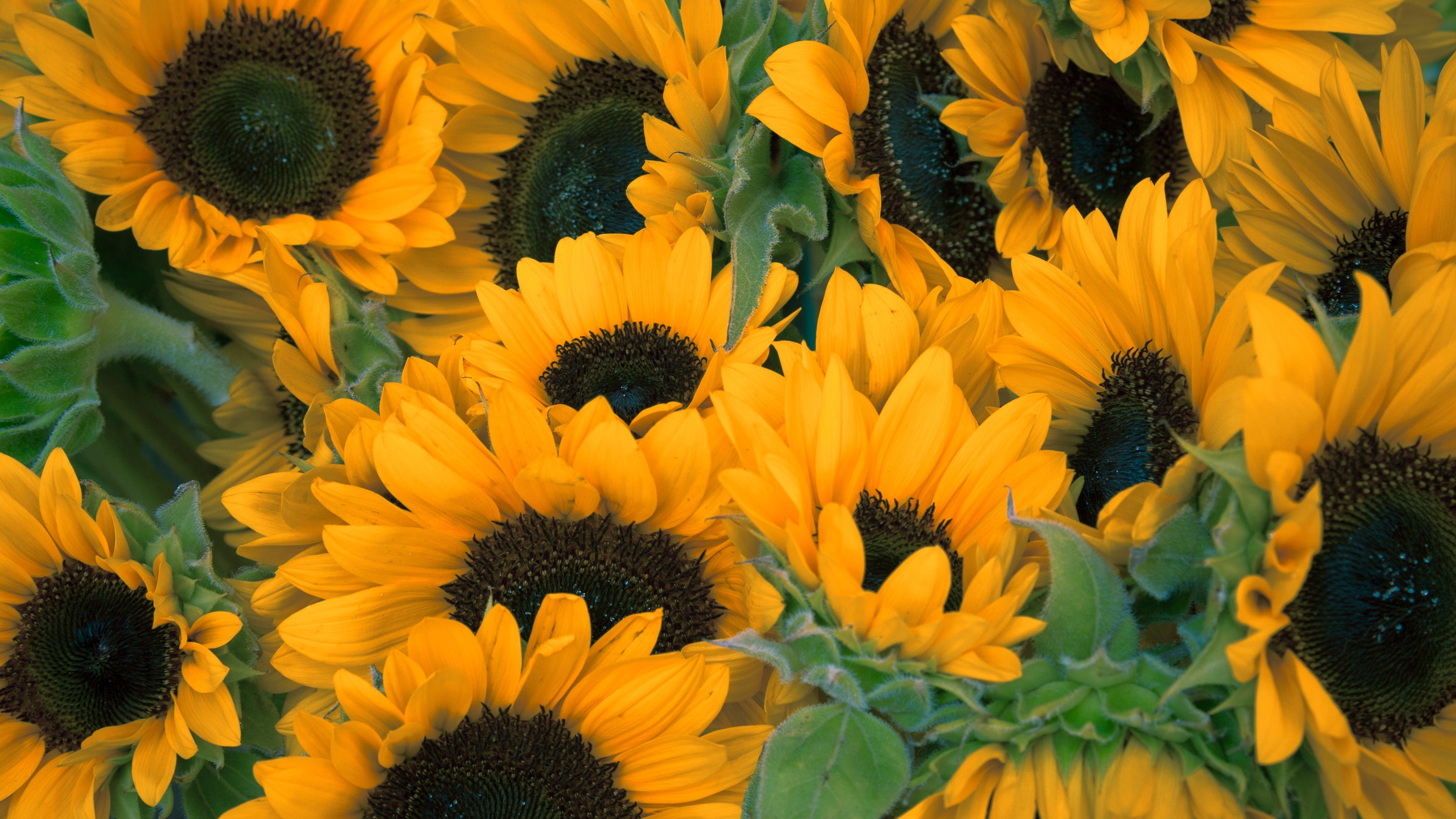 Sunflower Wallpapers