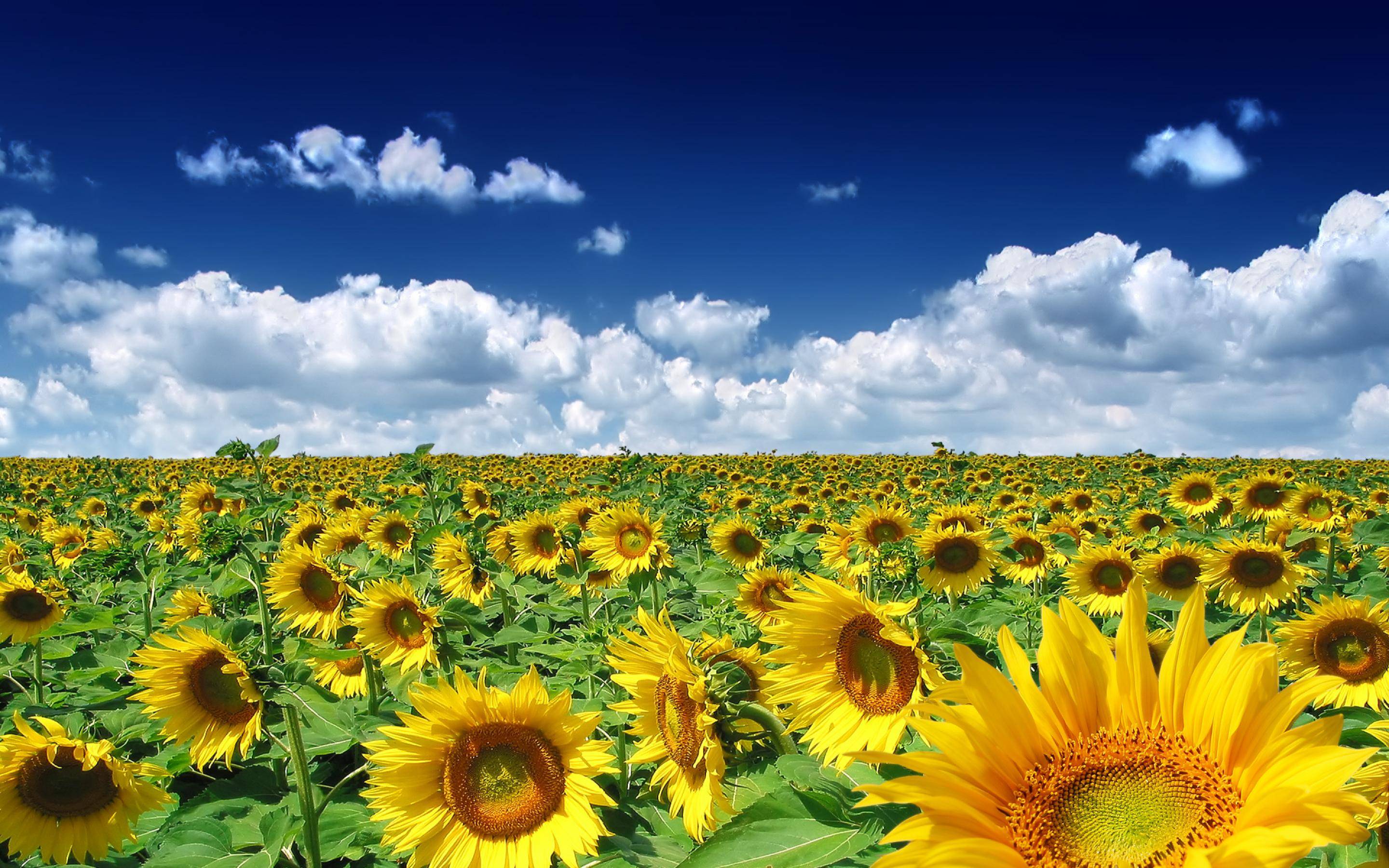 Sunflower Wallpapers