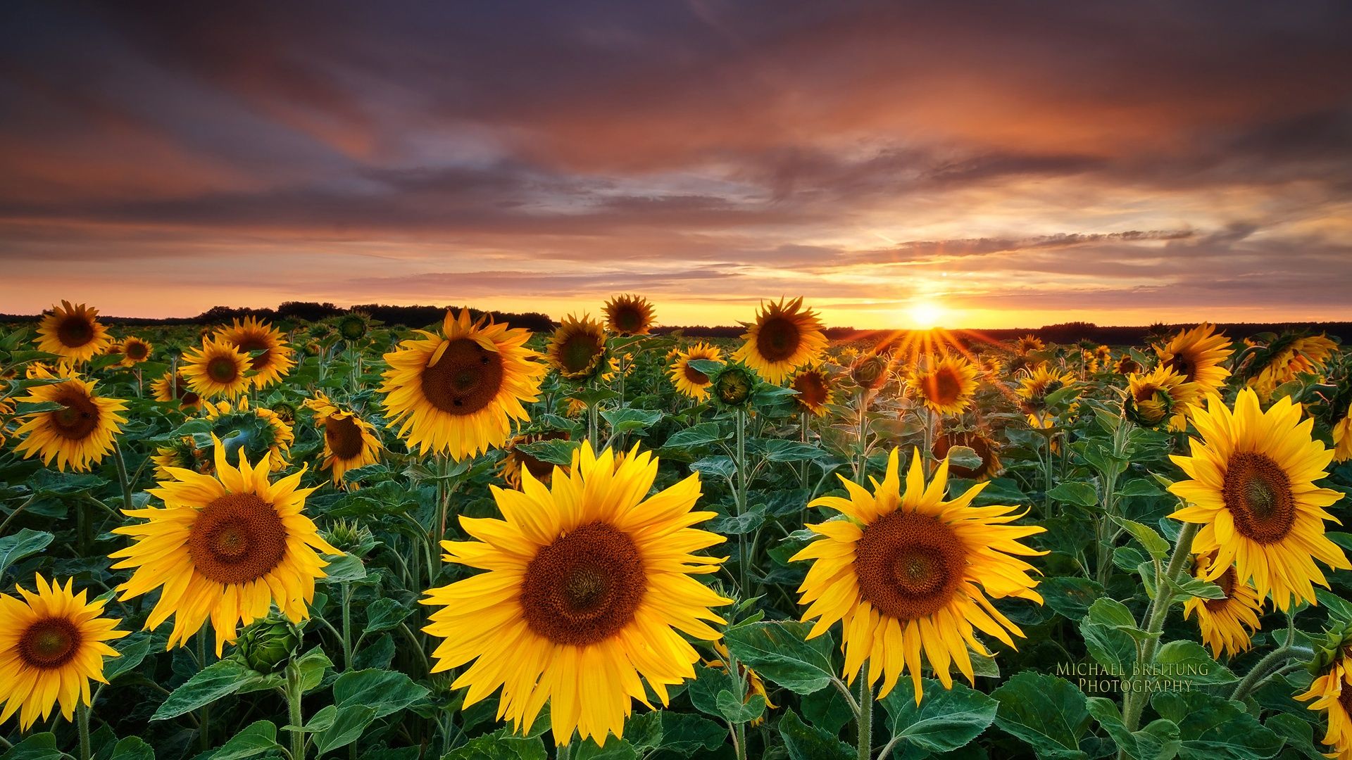 Sunflower Wallpapers