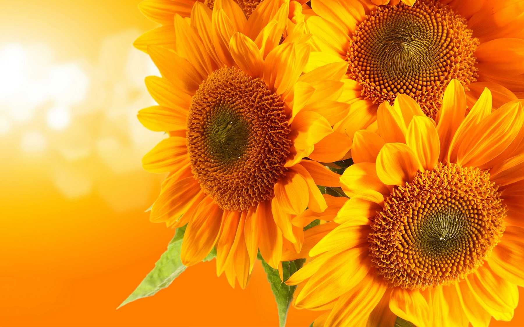 Sunflower Wallpapers