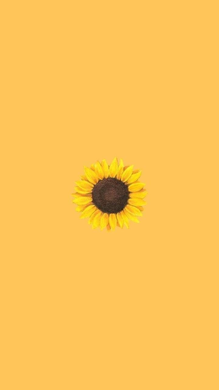 Sunflower Wallpapers