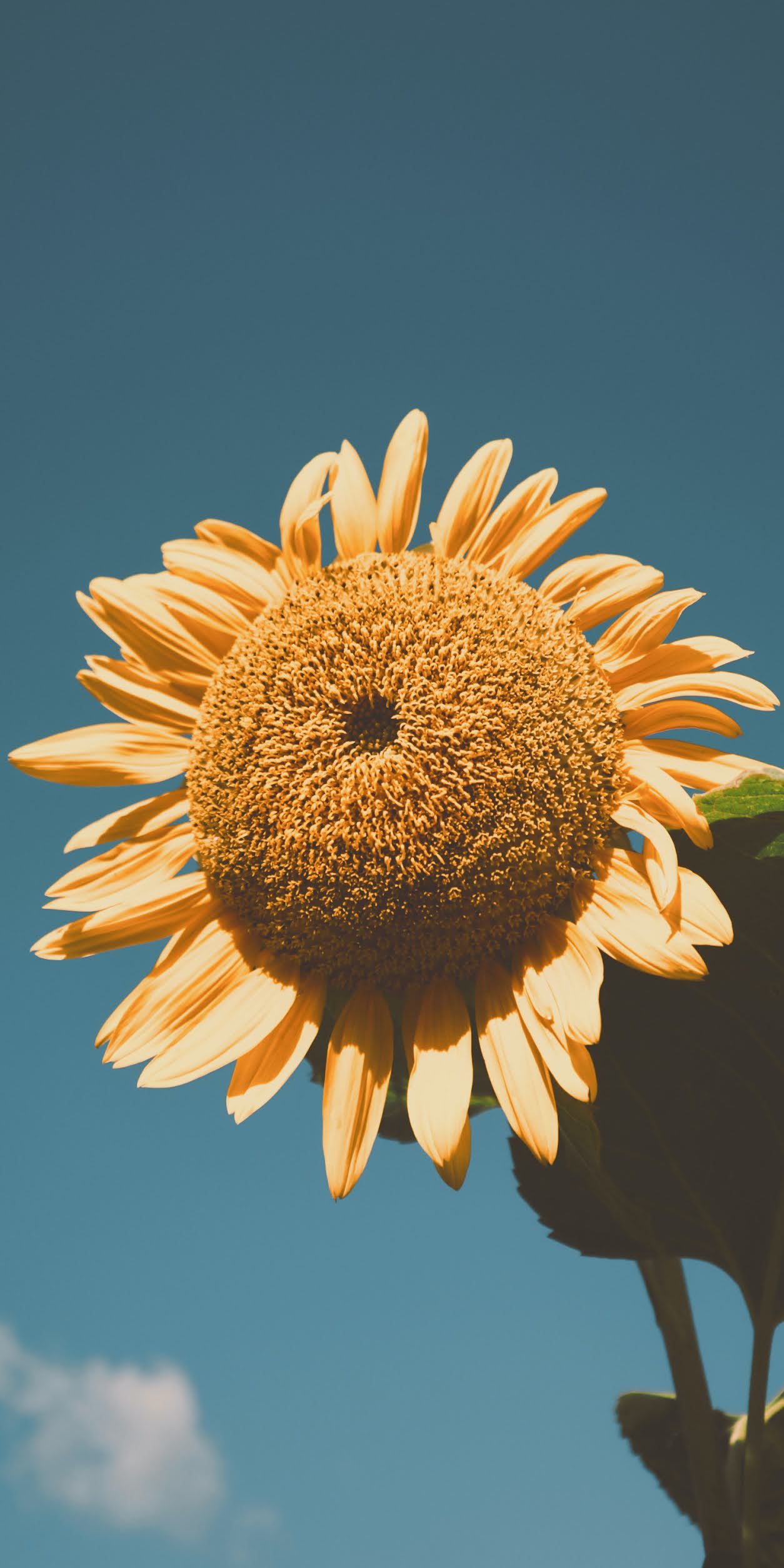 Sunflower Wallpapers