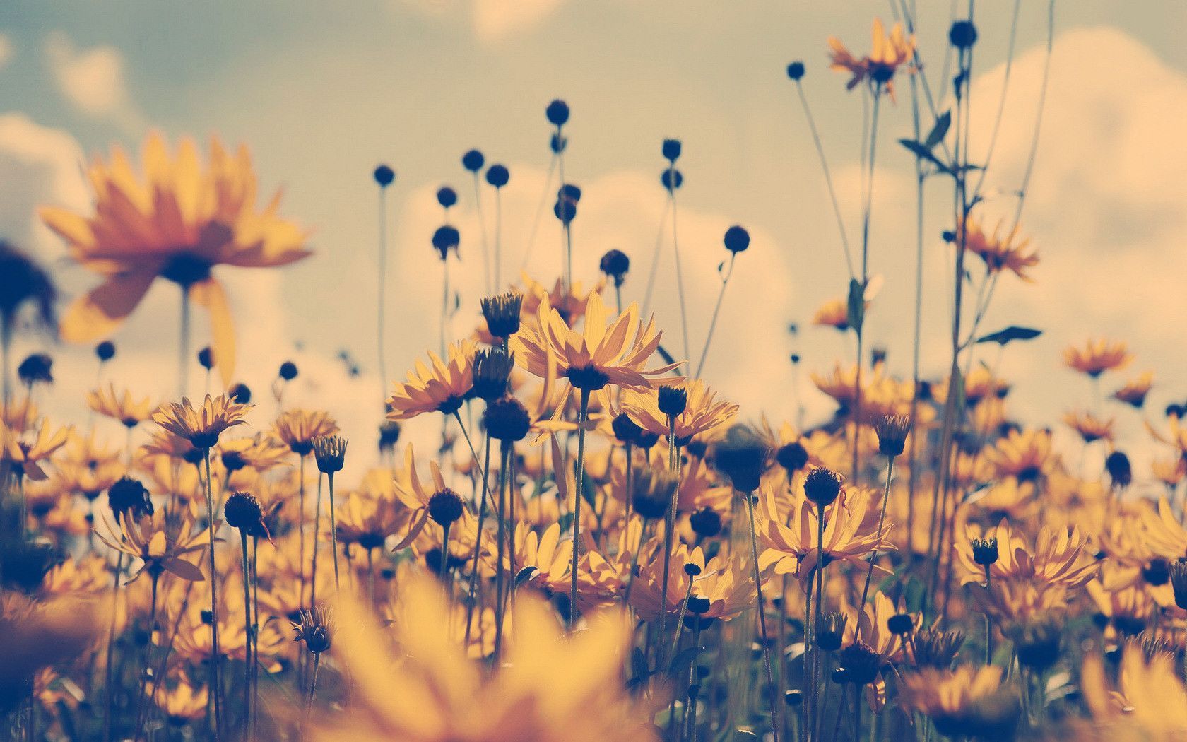 Sunflower Wallpapers