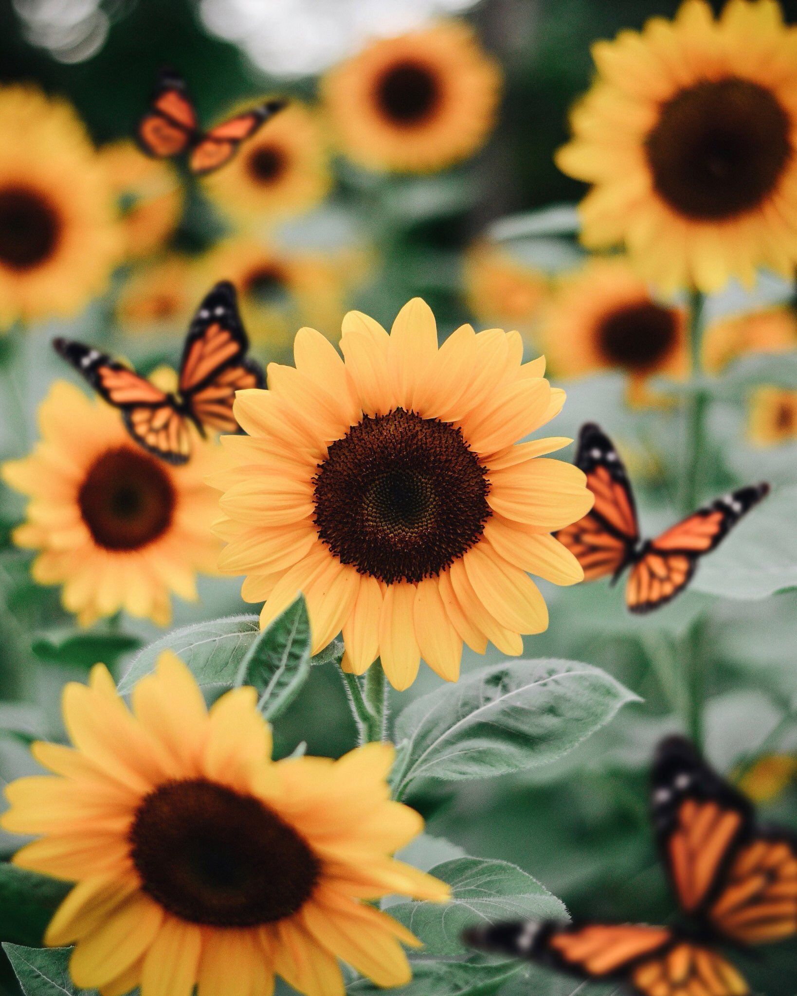 Sunflower Wallpapers