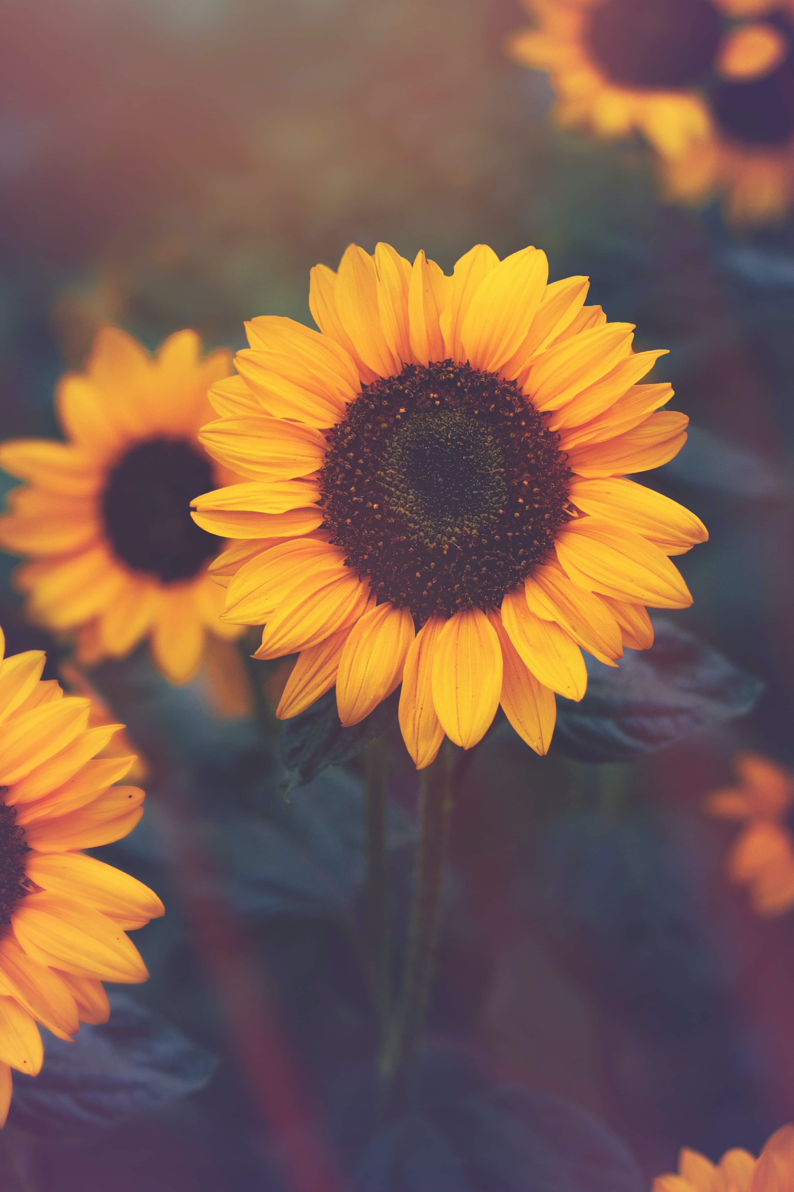 Sunflower Wallpapers