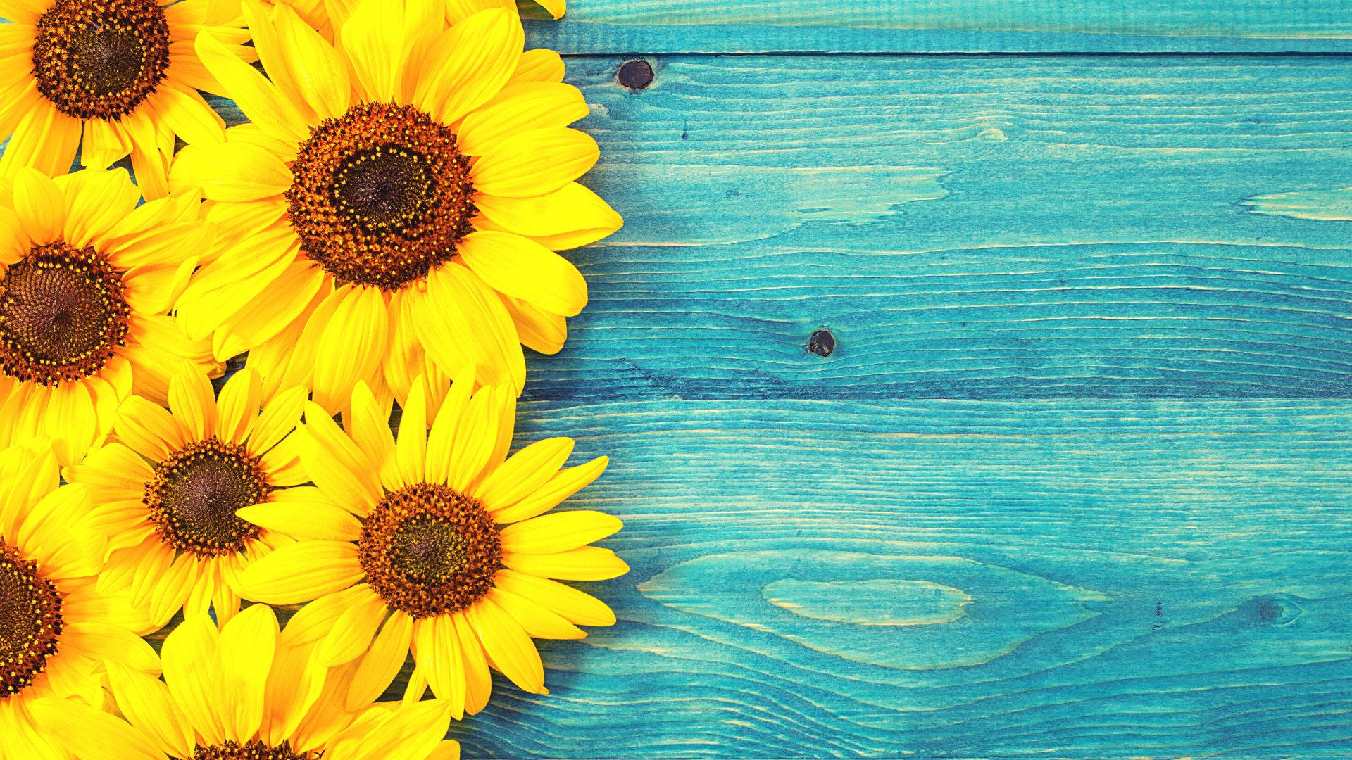 Sunflower Wallpapers