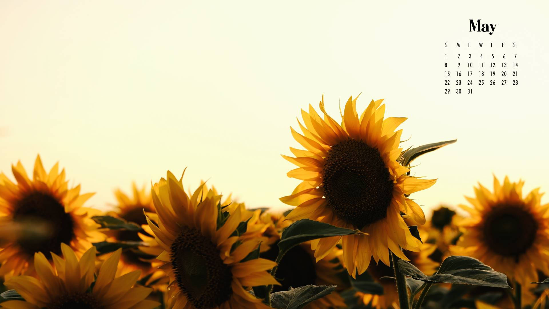 Sunflower Wallpapers