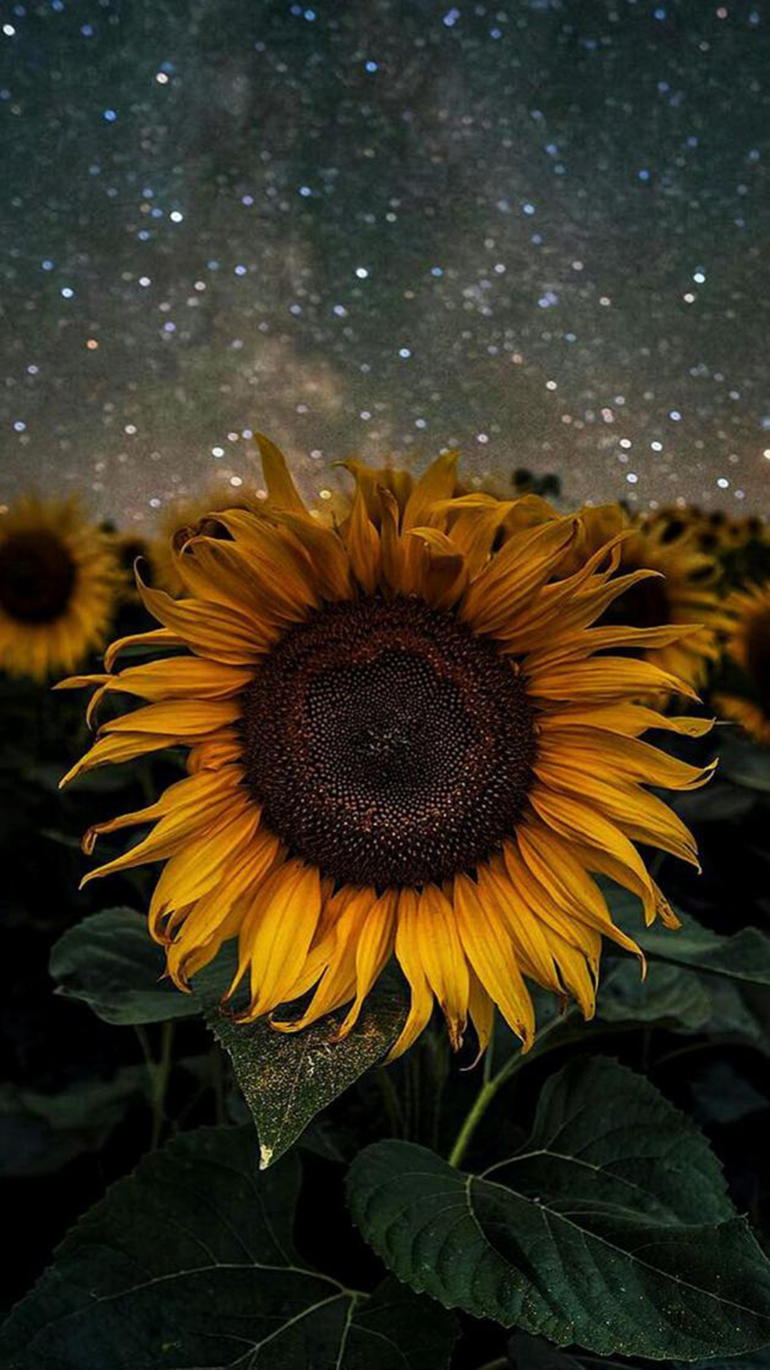 Sunflower Wallpapers