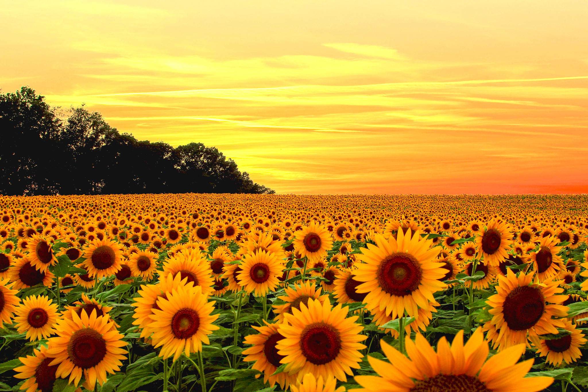 Sunflower Wallpapers