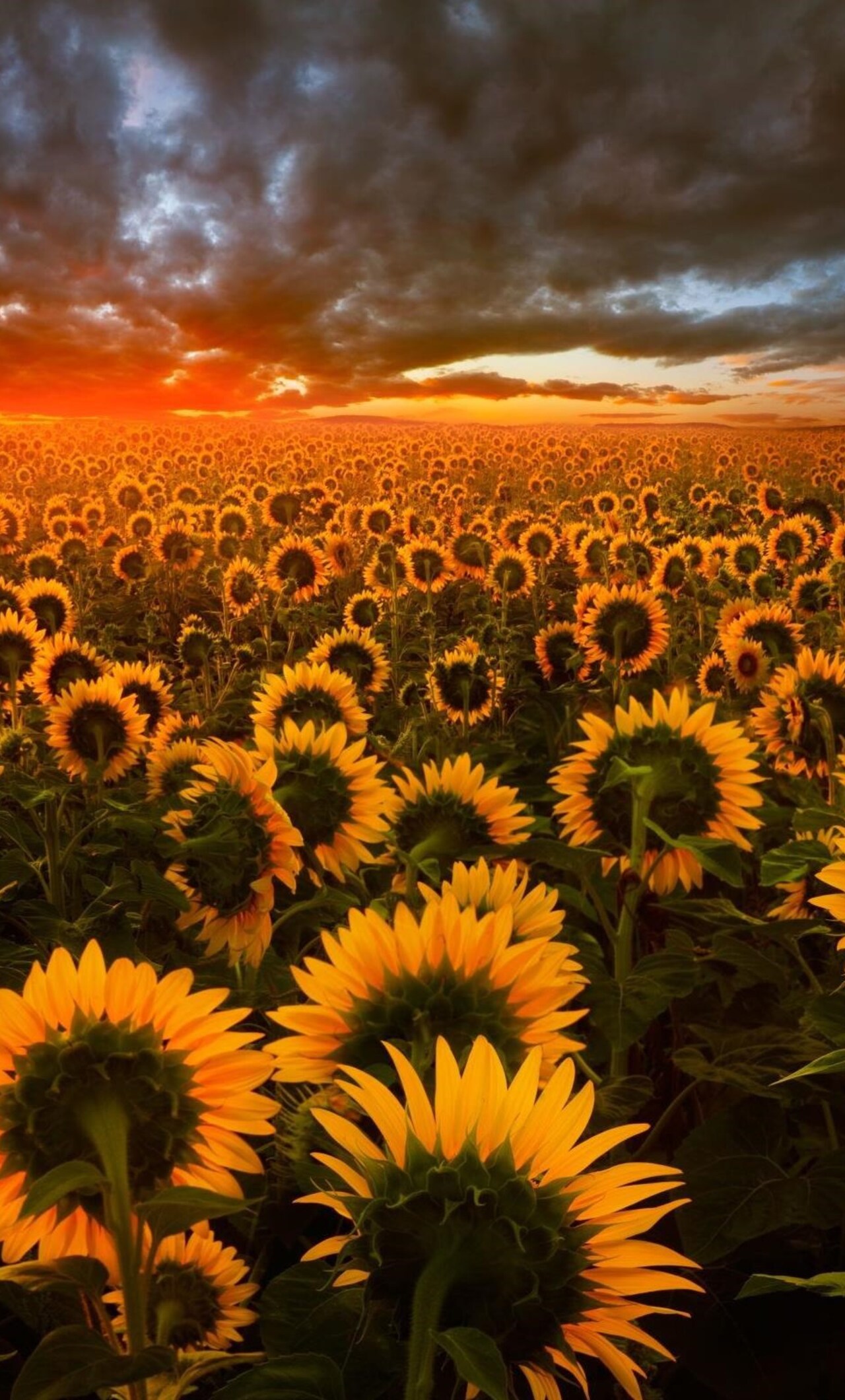 Sunflower Wallpapers