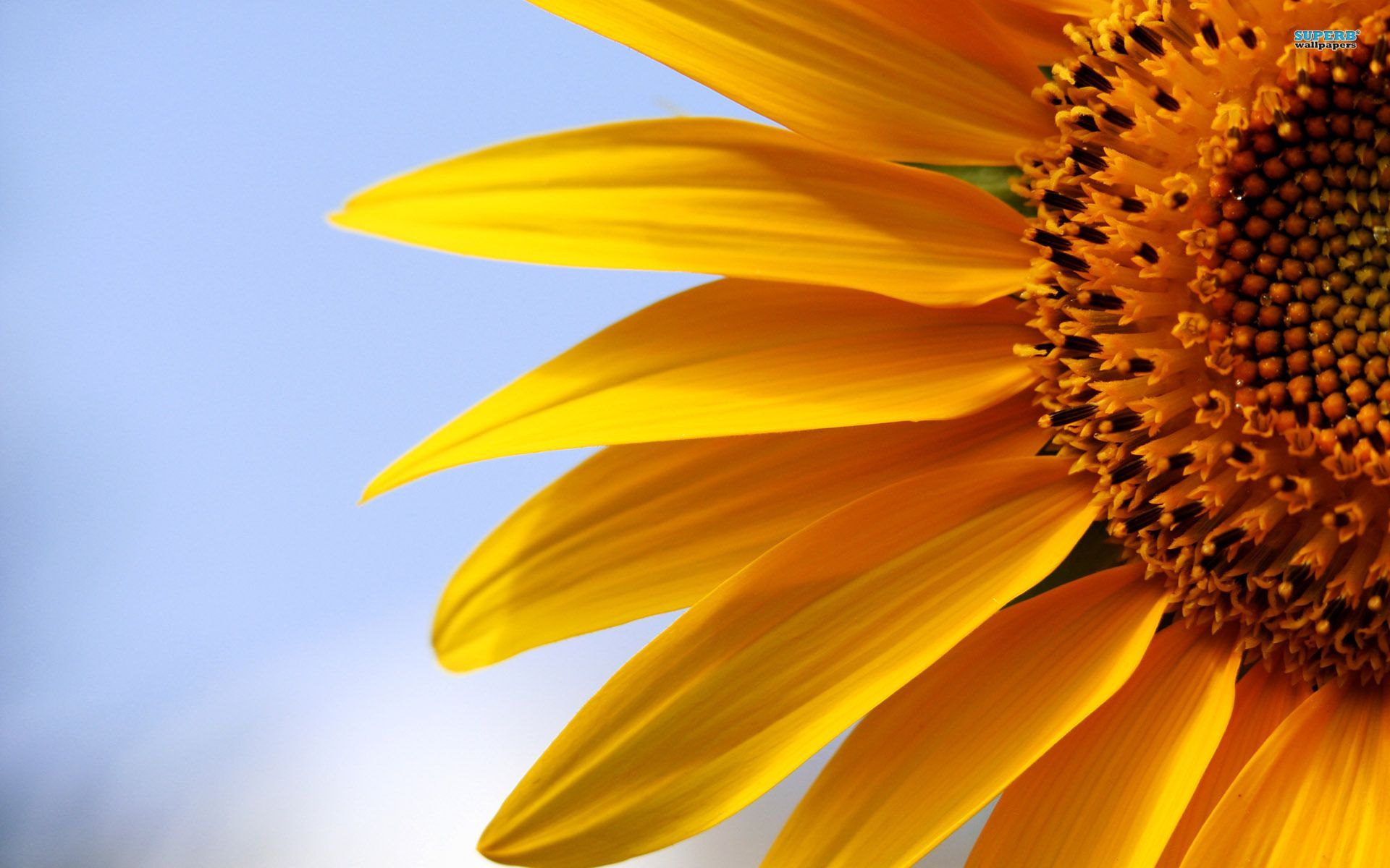 Sunflower Wallpapers