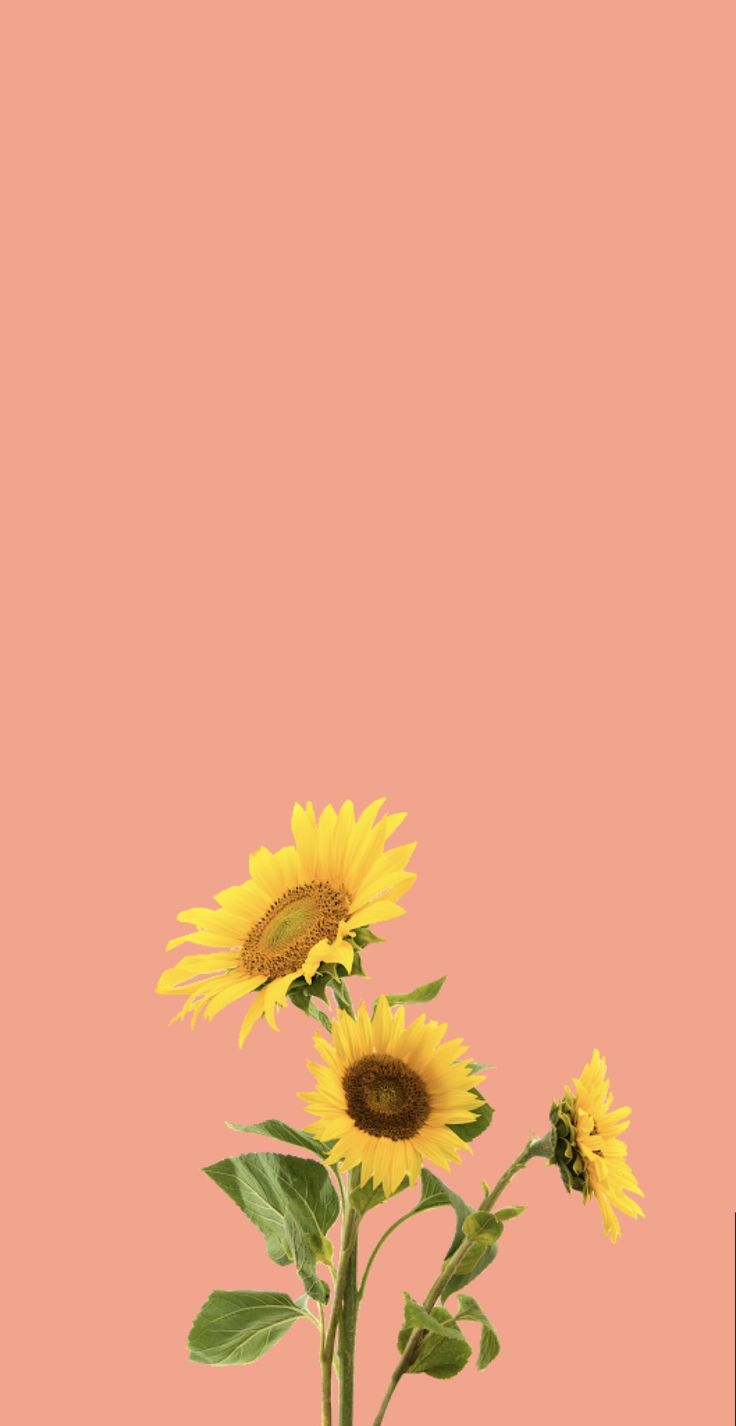 Sunflower Wallpapers