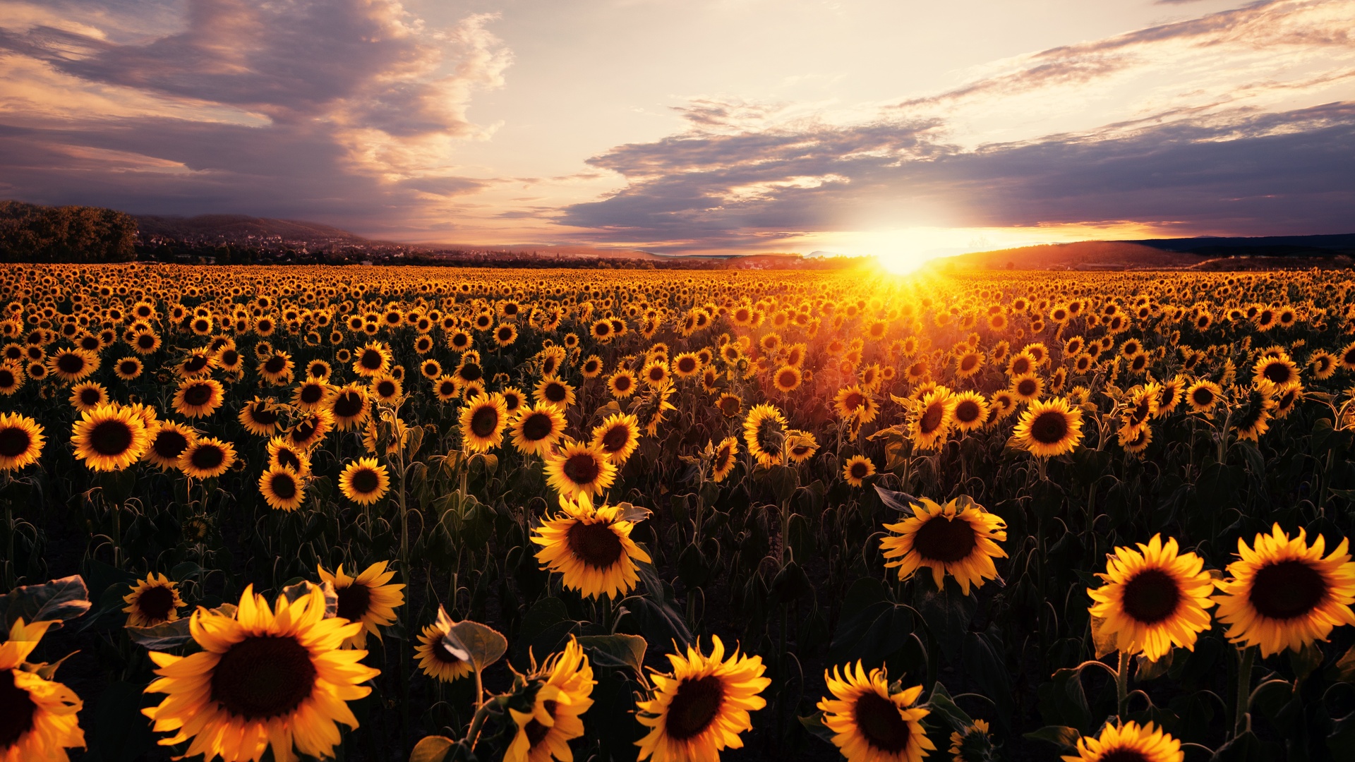 Sunflower Wallpapers