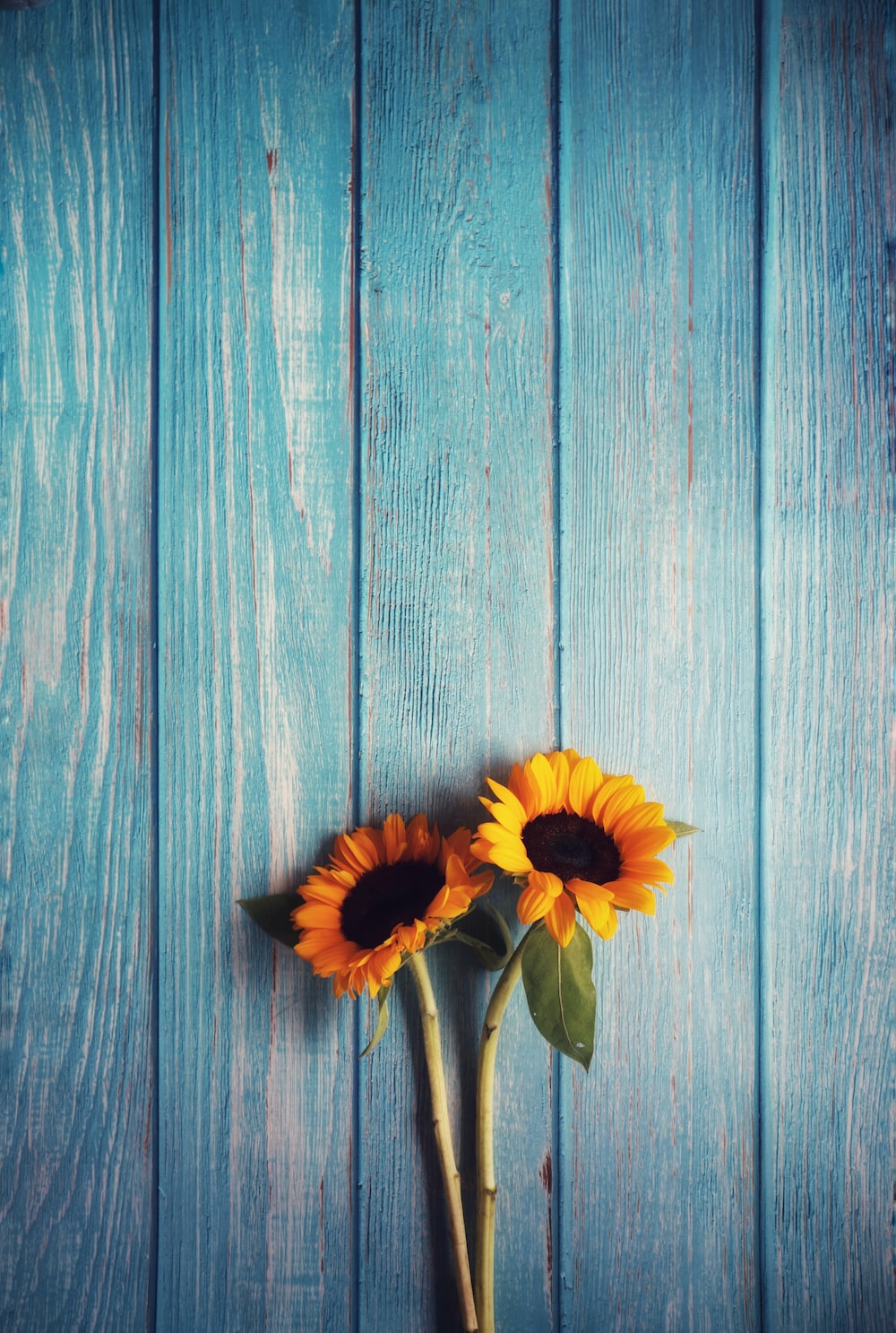 Sunflower Wallpapers