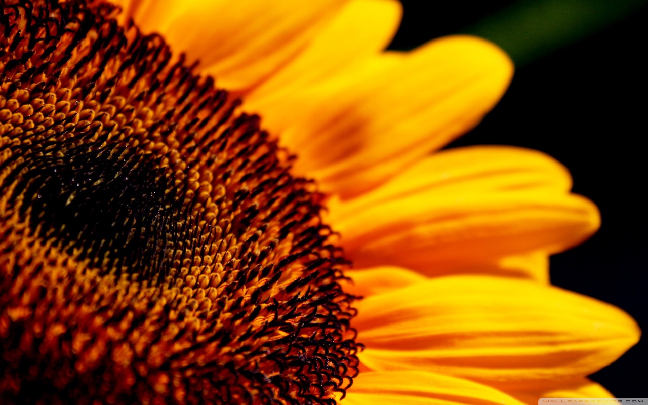 Sunflowers Macro Wallpapers