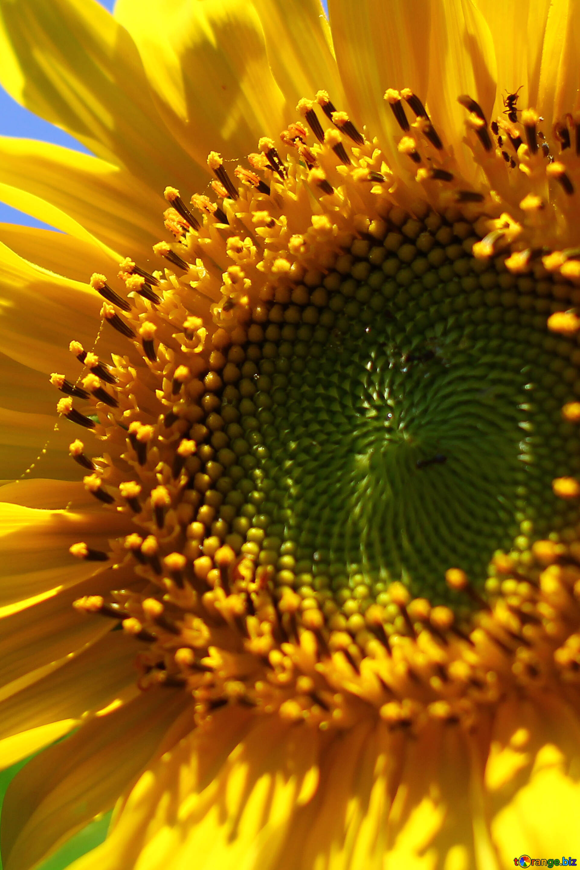 Sunflowers Macro Wallpapers