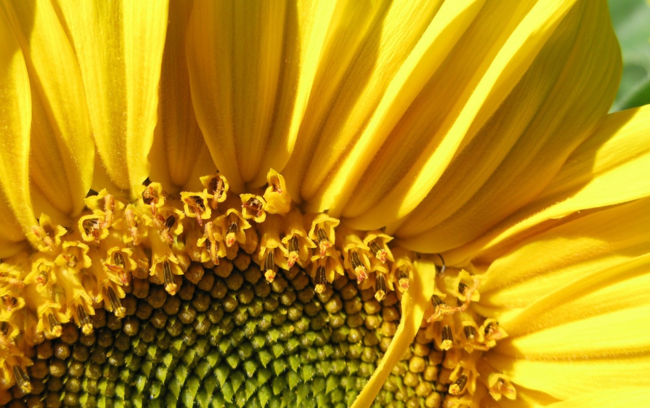 Sunflowers Macro Wallpapers