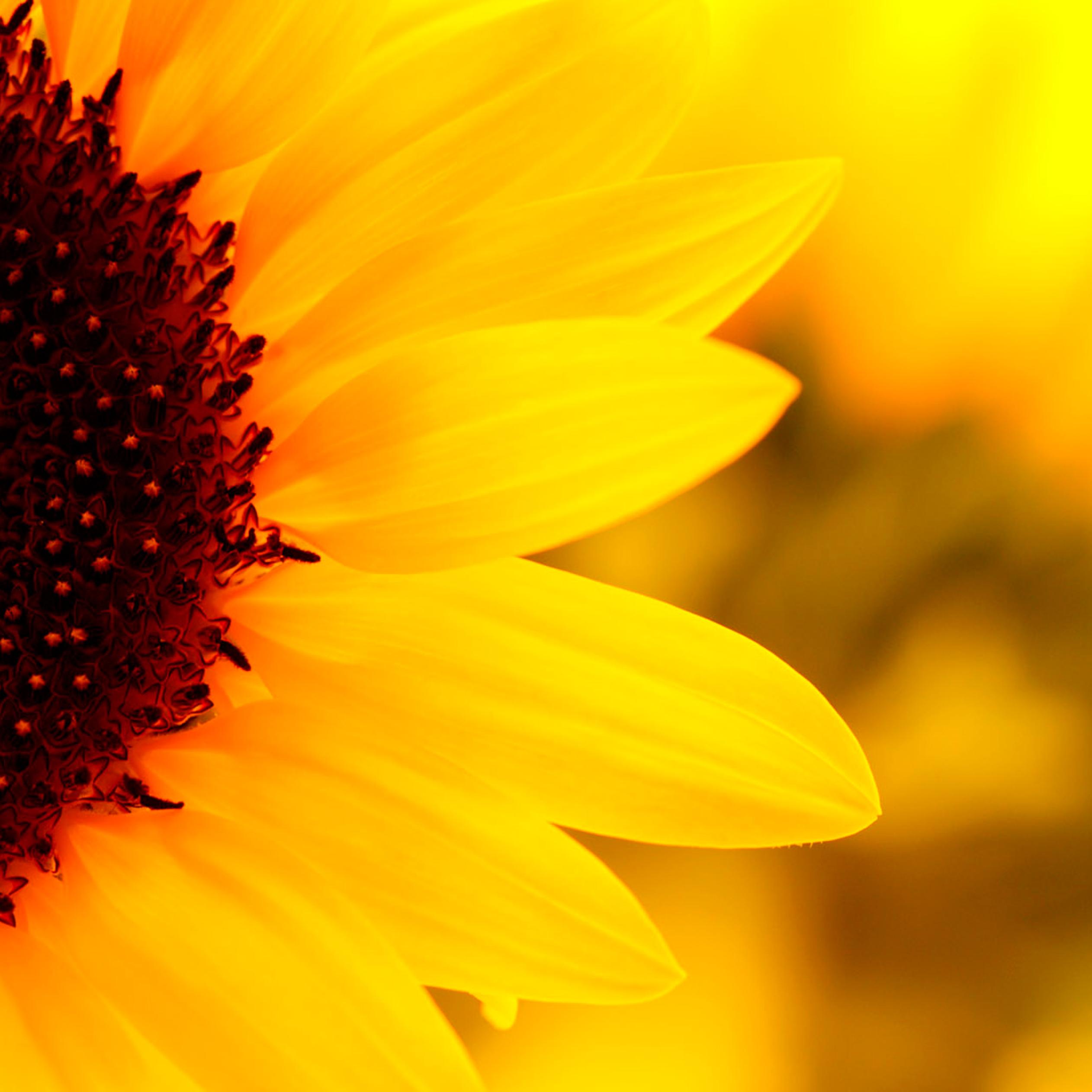 Sunflowers Macro Wallpapers