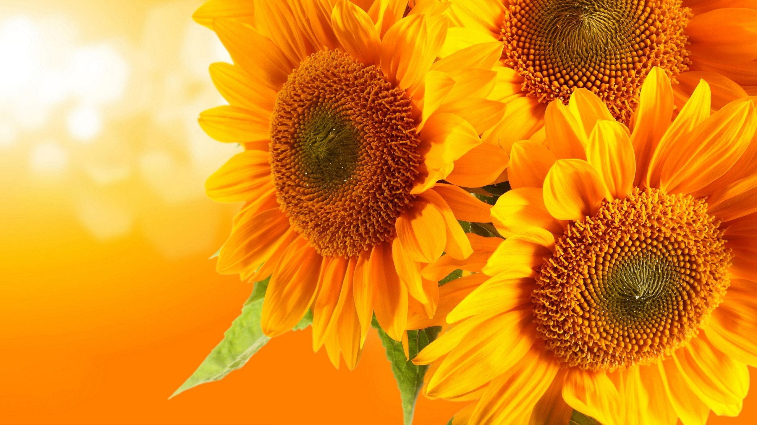 Sunflowers Macro Wallpapers