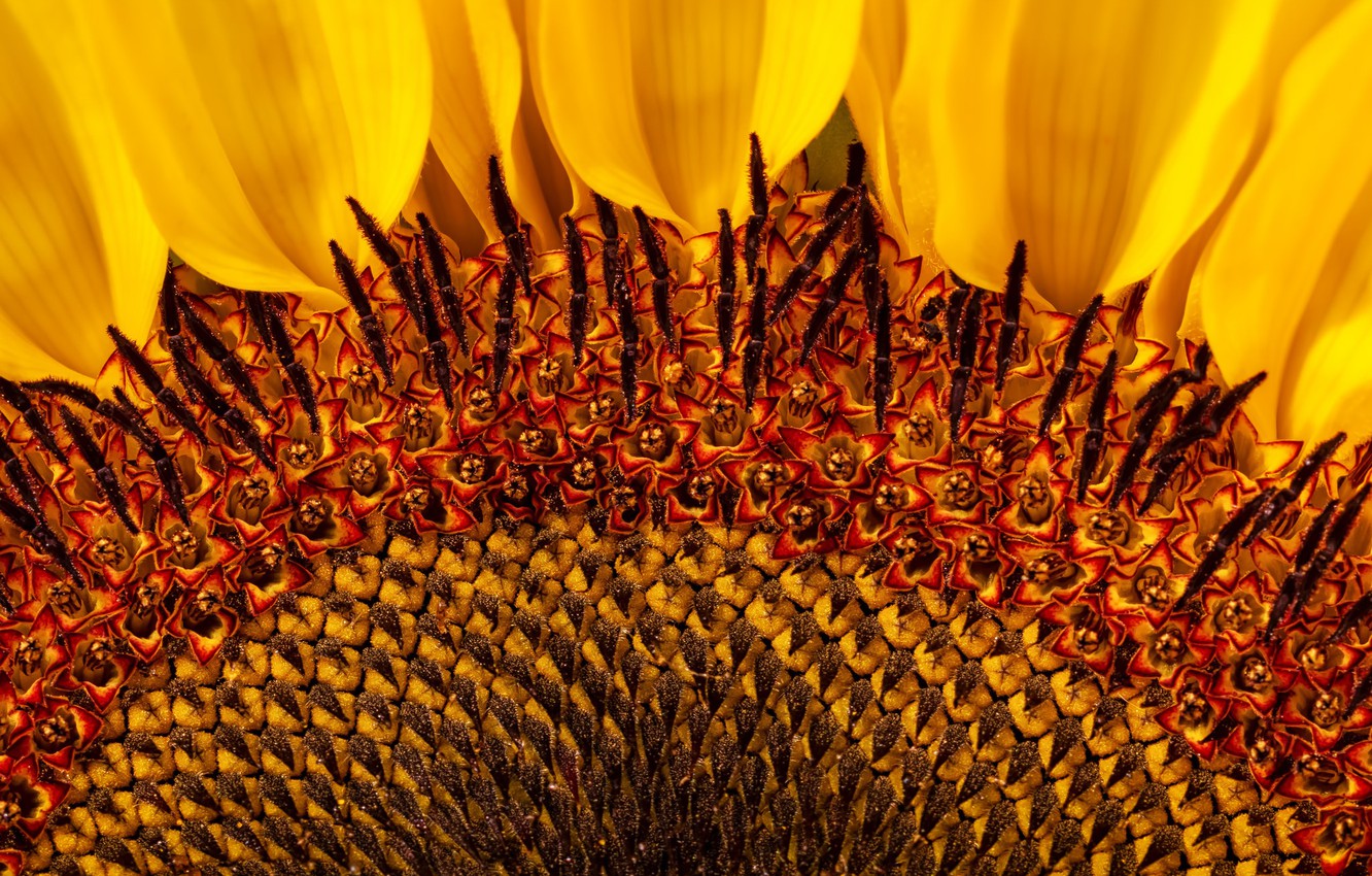 Sunflowers Macro Wallpapers